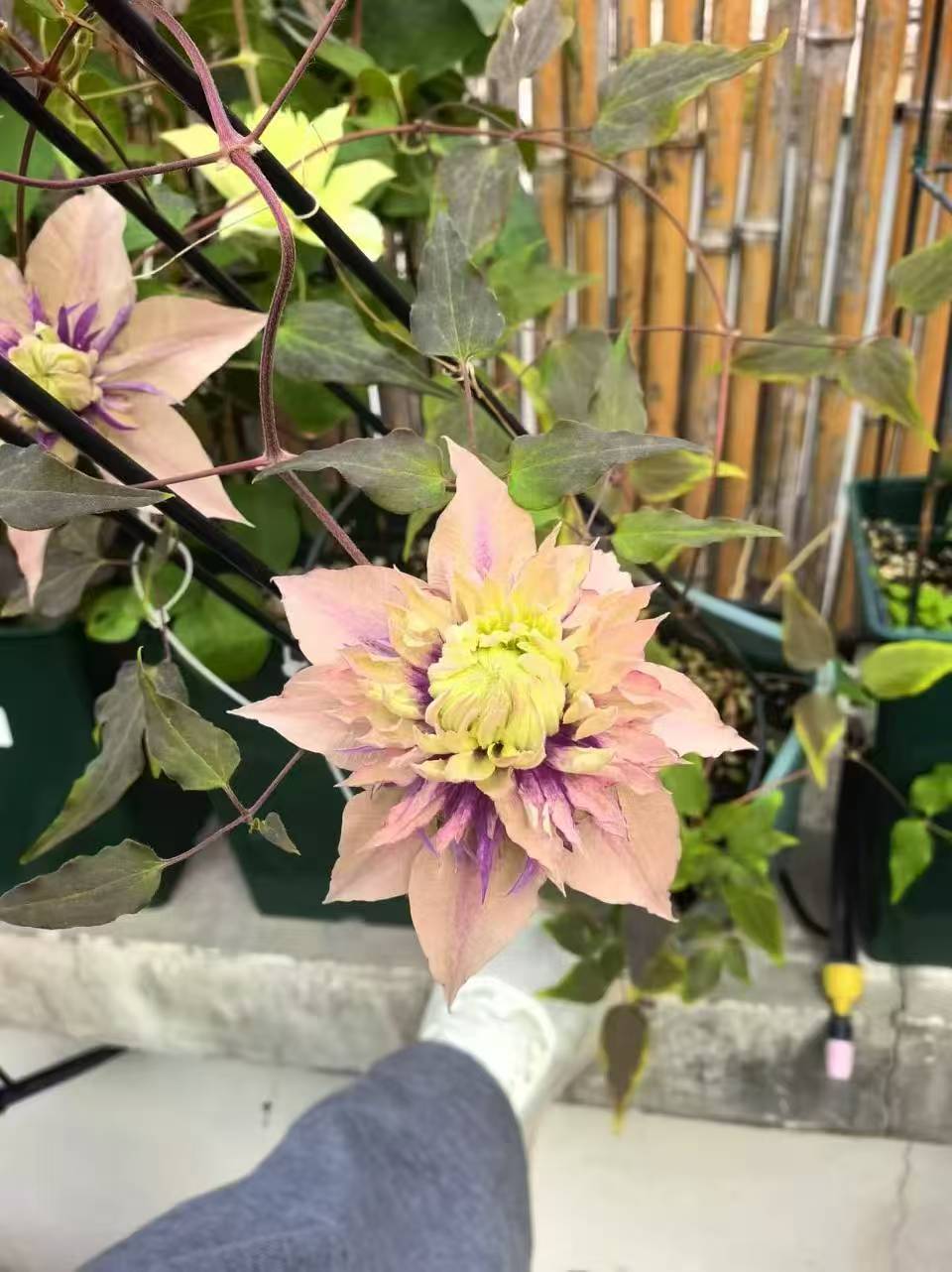 Clematis ‘’Sorcerer |Mage| 魔法师‘’ U.S Exclusive