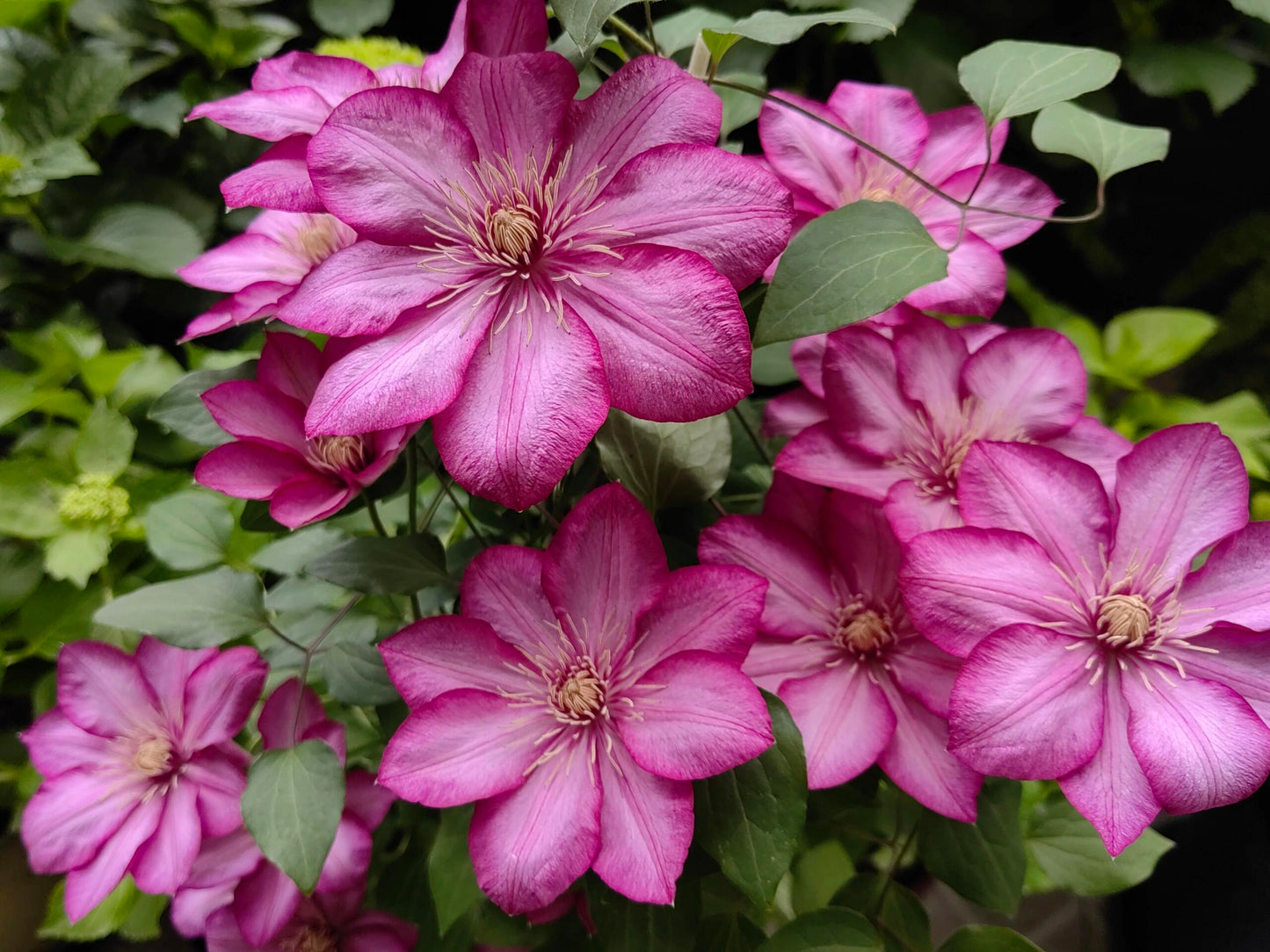 Clematis ‘’Liberty|解放‘’