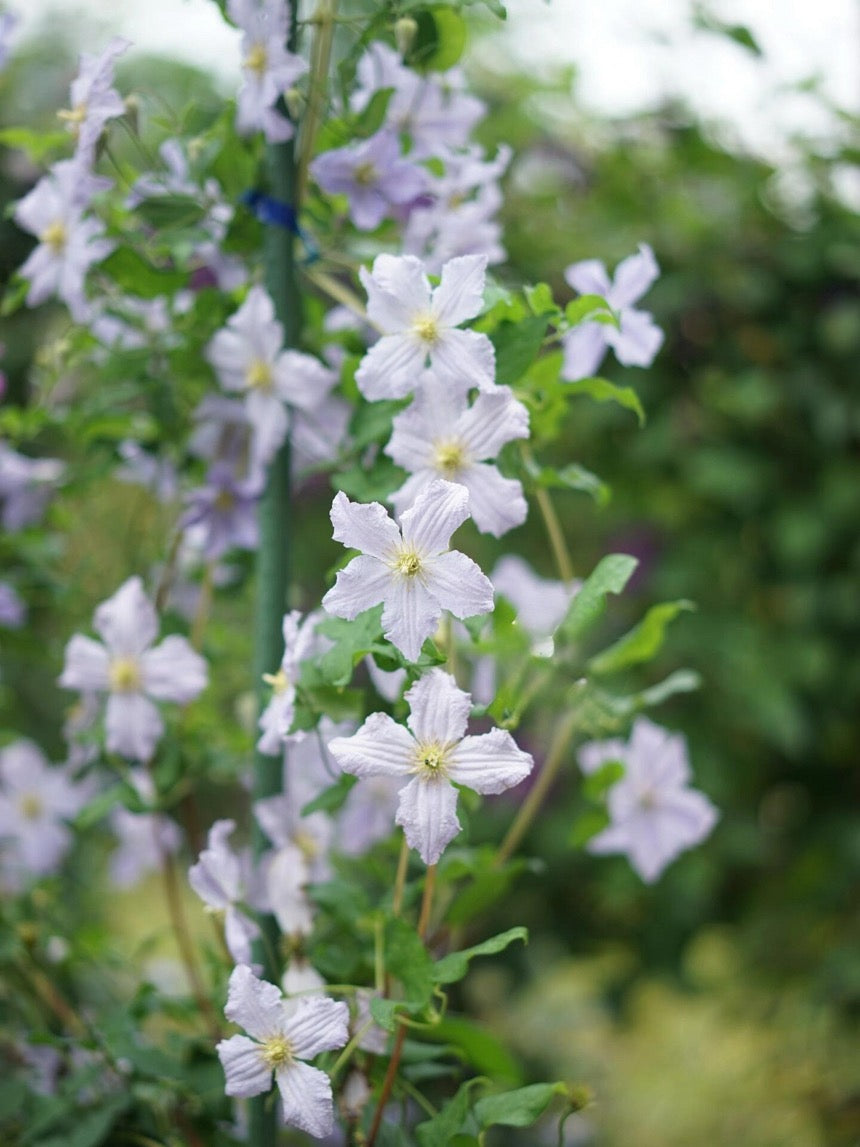 Clematis ‘’Blue Angel| あおてんし |蓝天使‘’