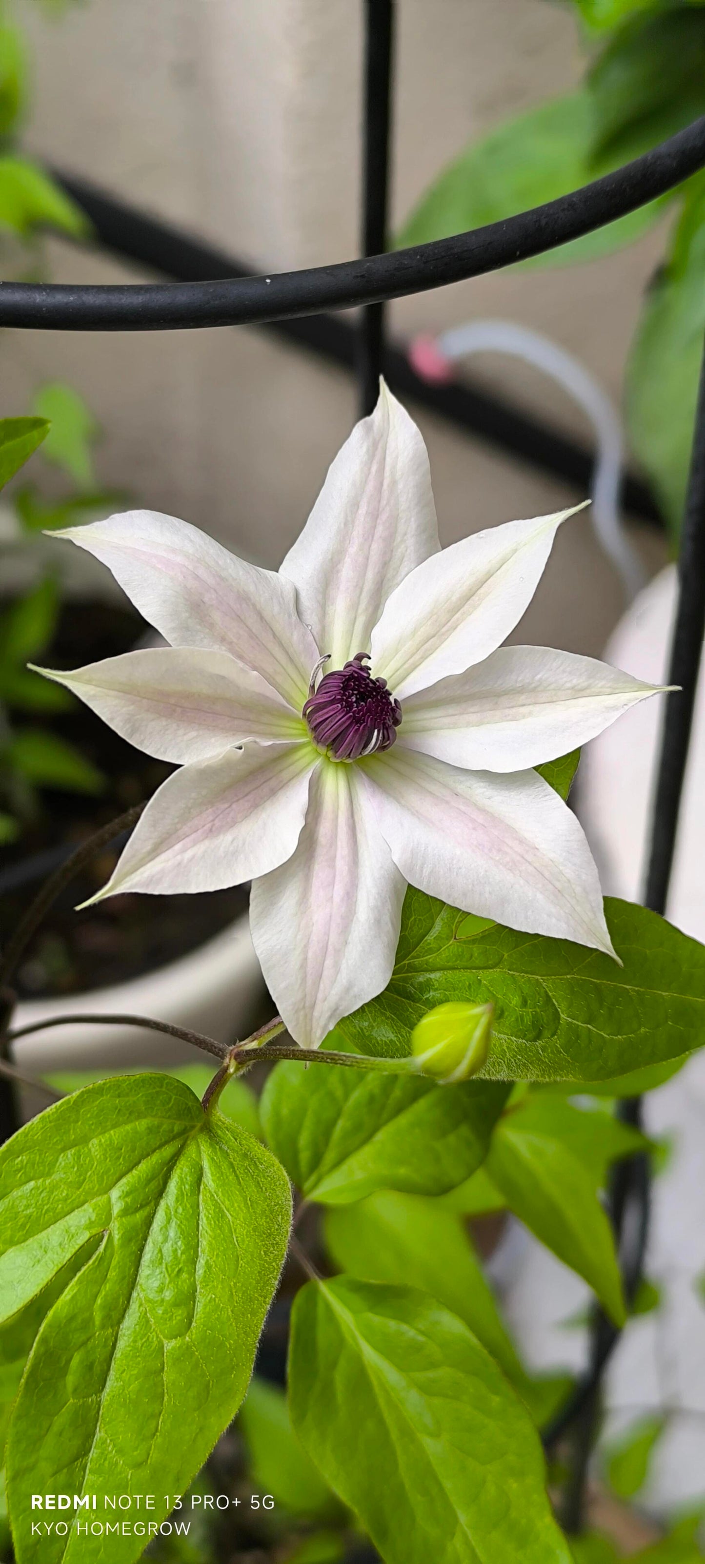 Rare Clematis ‘’Guizi|摫子‘’