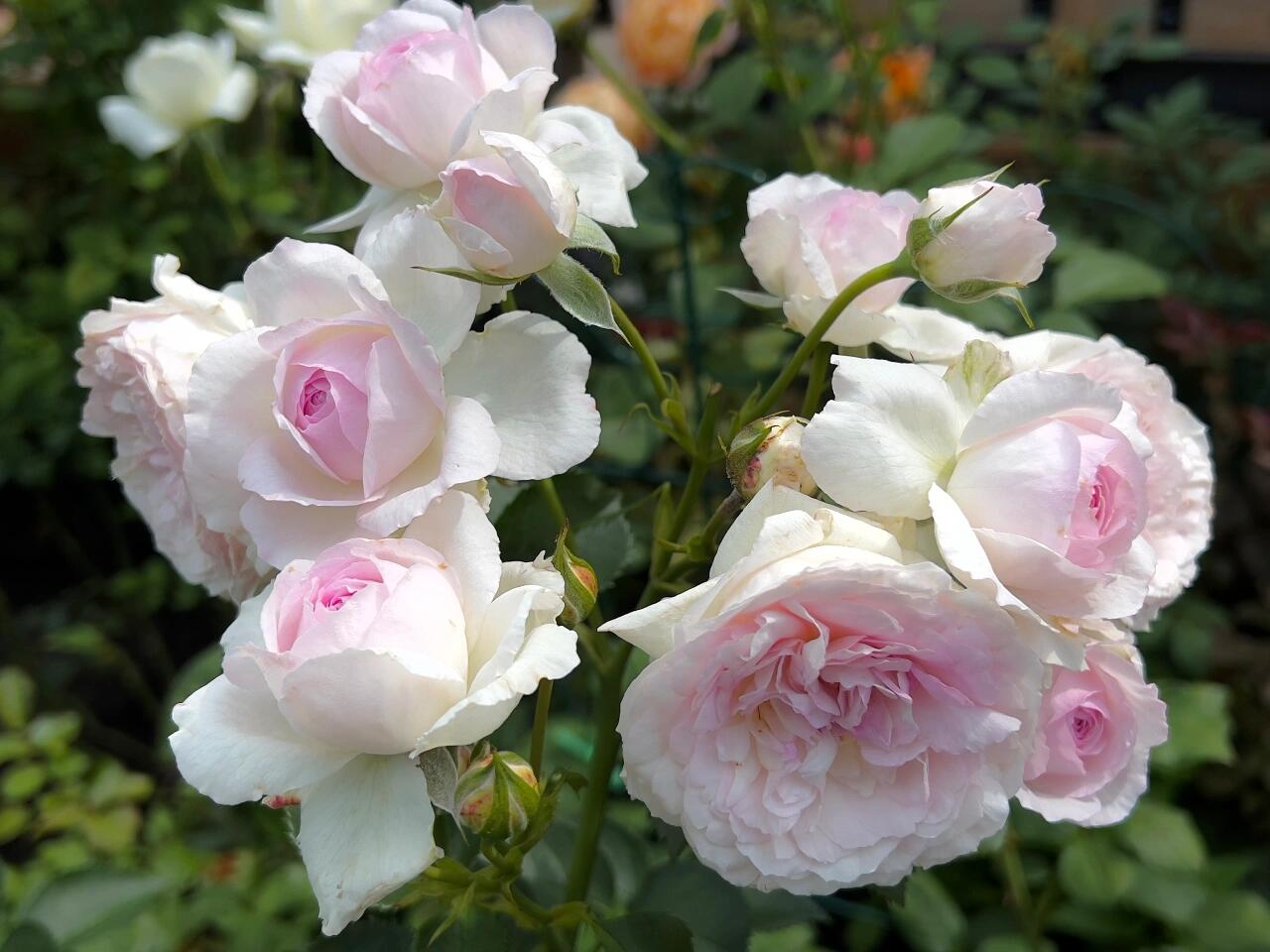 Rose【Vesalius】-1.5 Gal OwnRoot LivePlant|Prolific Bloomer|Abundant Blooms|Strong Fragrance|萨维里|Bun-shaped Petals|Tall Growth|Upright Habit