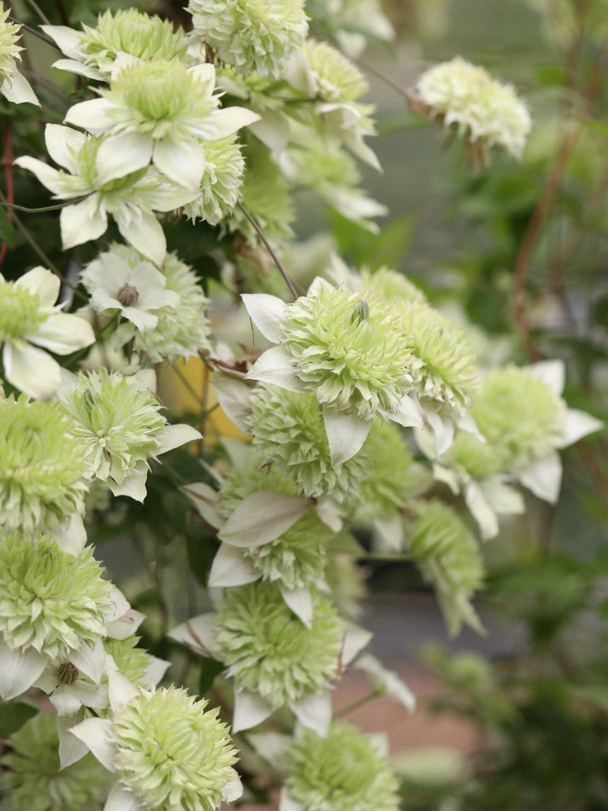 Clematis ''Alba Plenal | 白万重''-小绿| 绿玉