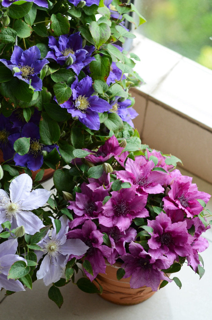 Dwarf Clematis ‘’Luiza|ルイーザ|路易莎‘’