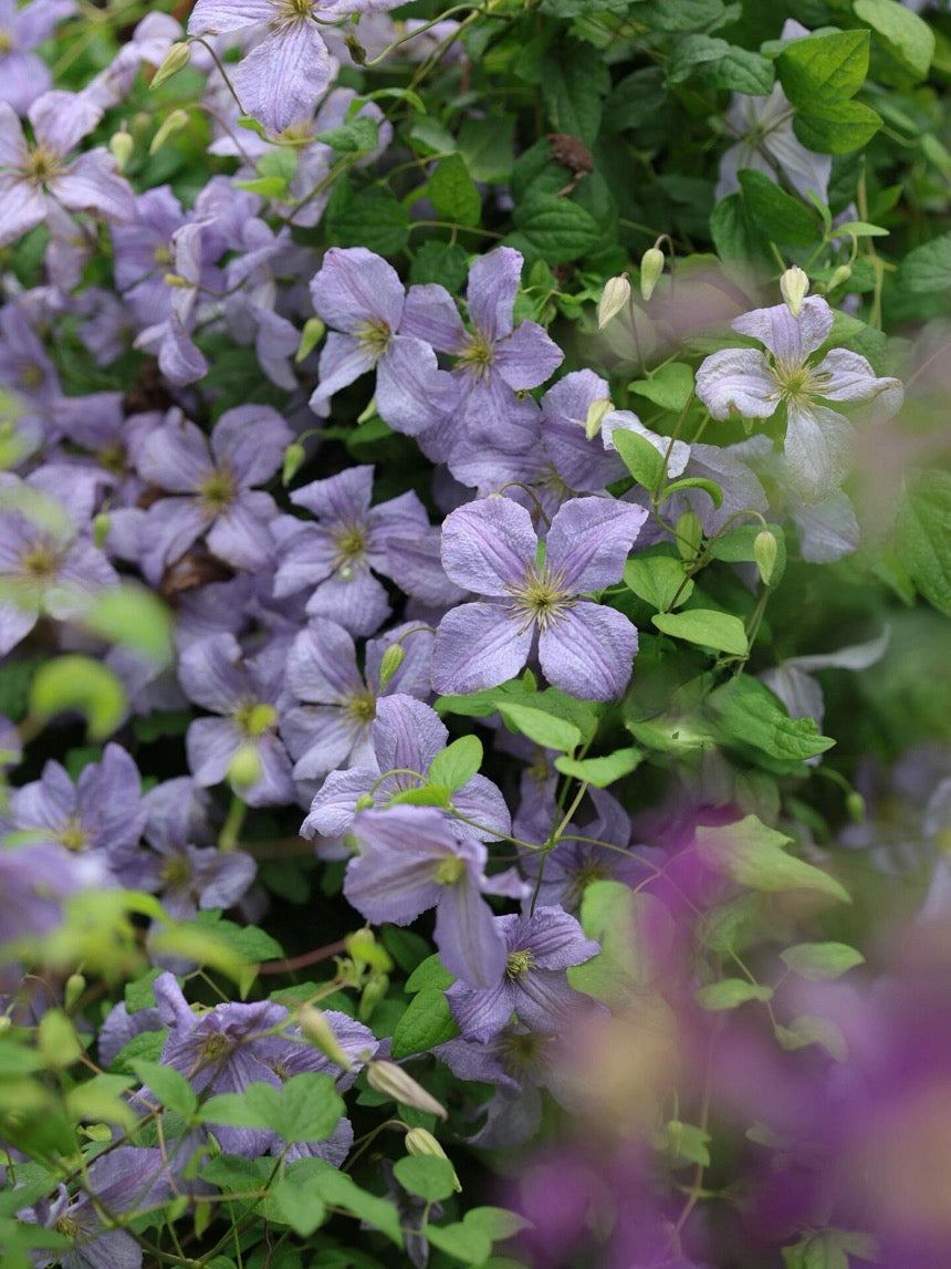 Clematis ‘’Emilia Plater|艾米丽花盘‘’