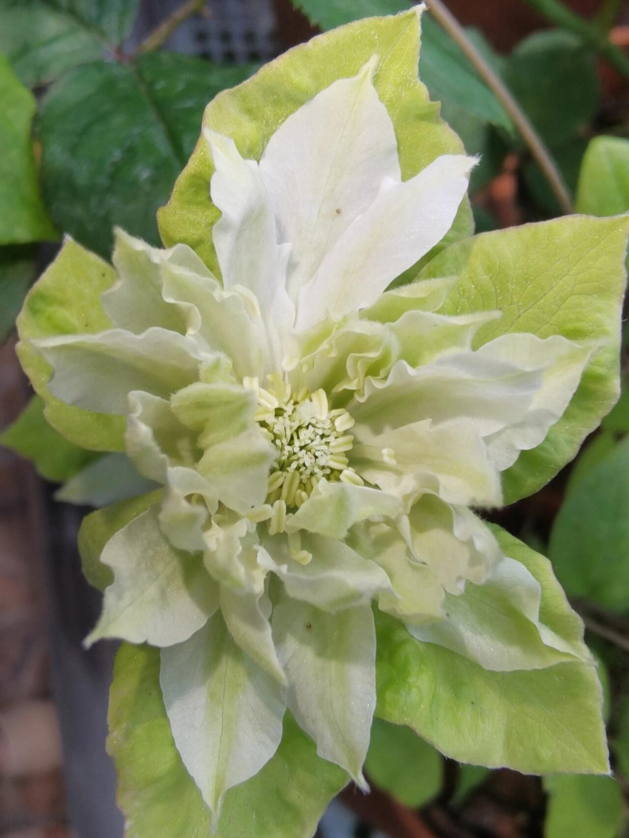 Clematis ‘’Midori |美登利 ‘’