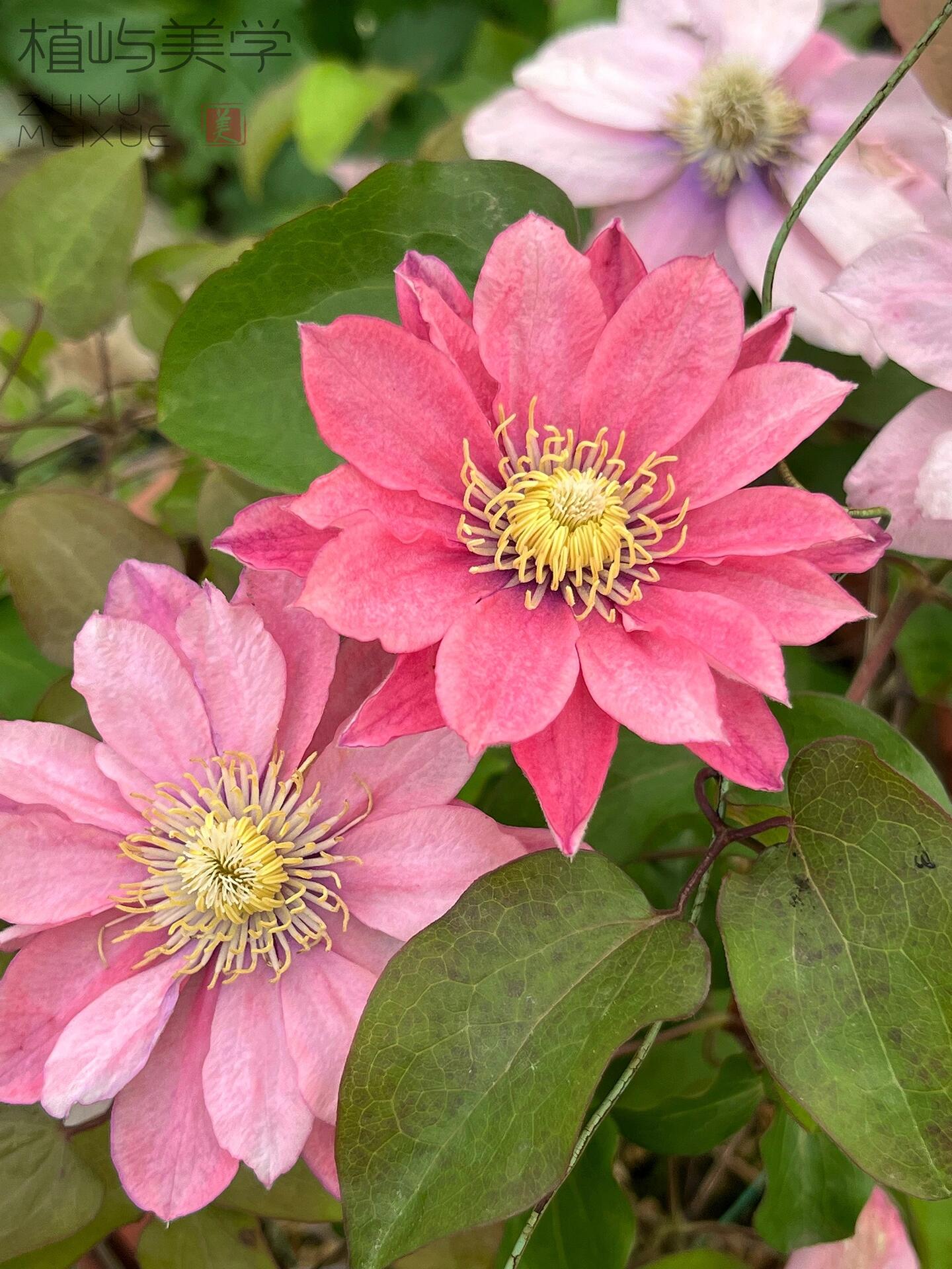 Clematis ‘’Little Mermaid | 小美人鱼‘’