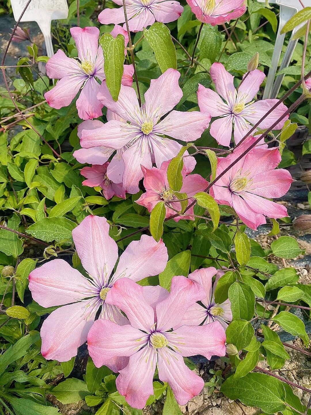 Clematis ‘’Ai-nor|爱诺露‘’