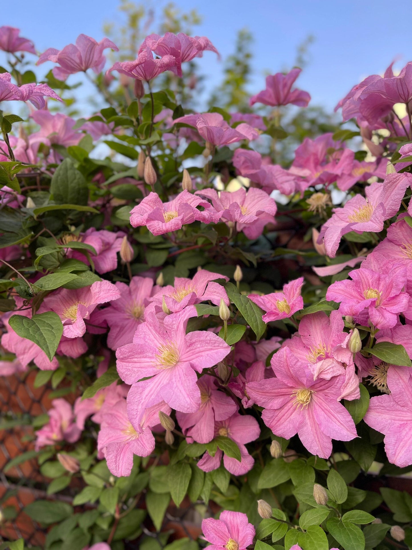 Clematis ‘’Comtesse de Bouchaud| 包查德 女侯爵‘’