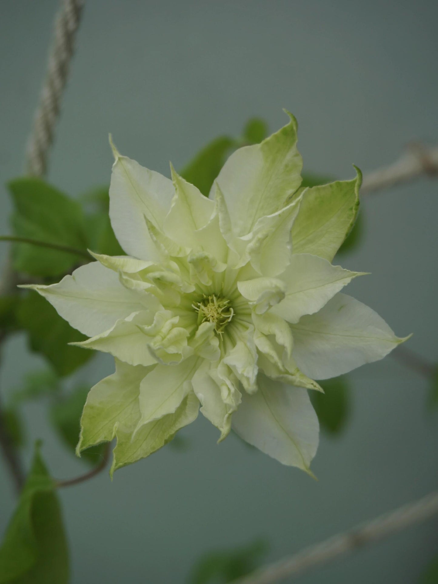 Clematis ‘’Midori |美登利 ‘’
