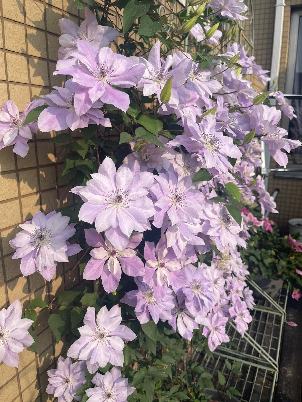 Clematis ‘’Reflections|倒影‘’