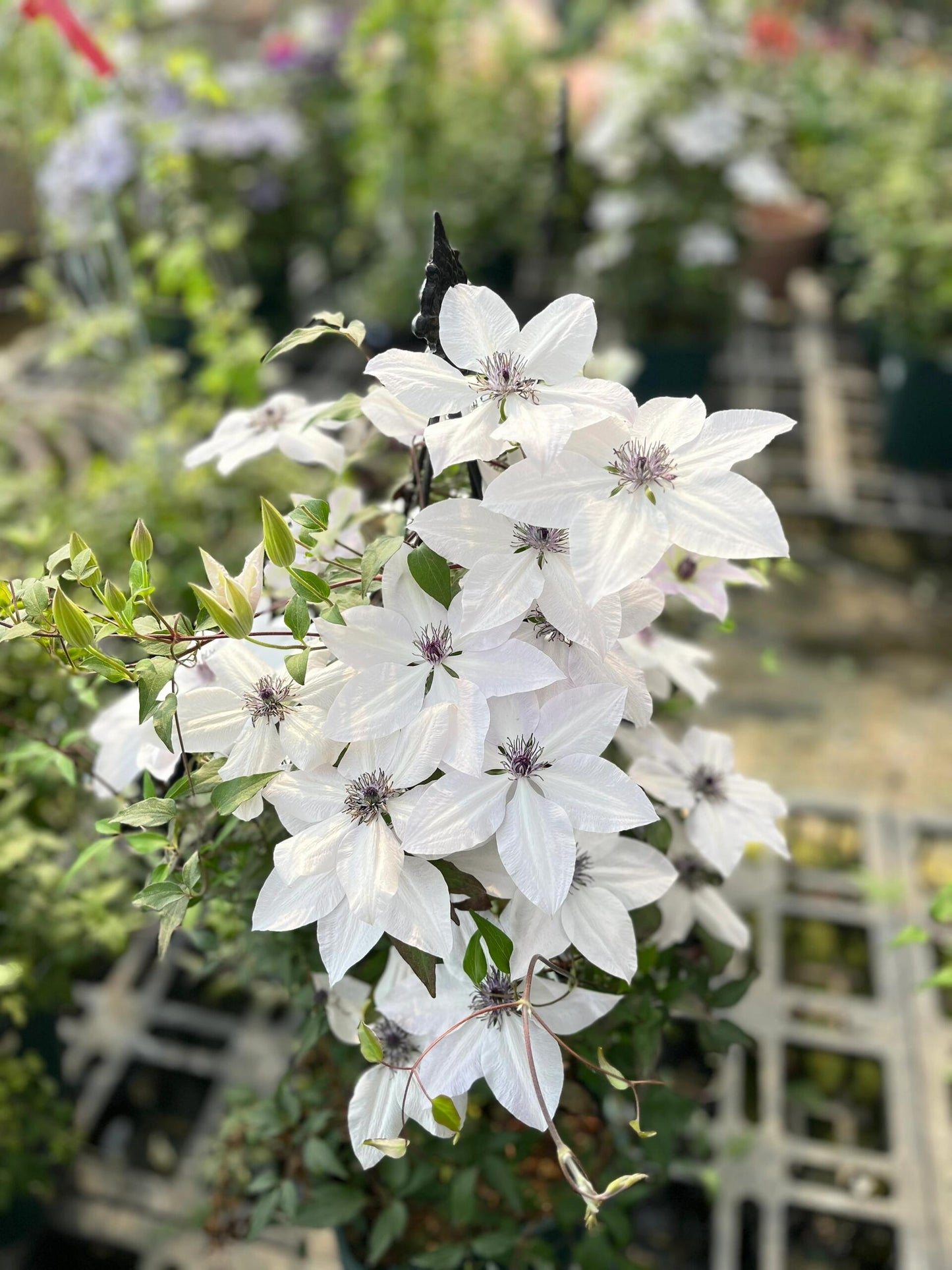 Rare Clematis ‘’Guizi|摫子‘’