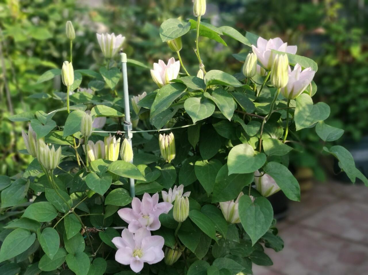 Clematis ‘’Innocent Blush |羞答答‘’