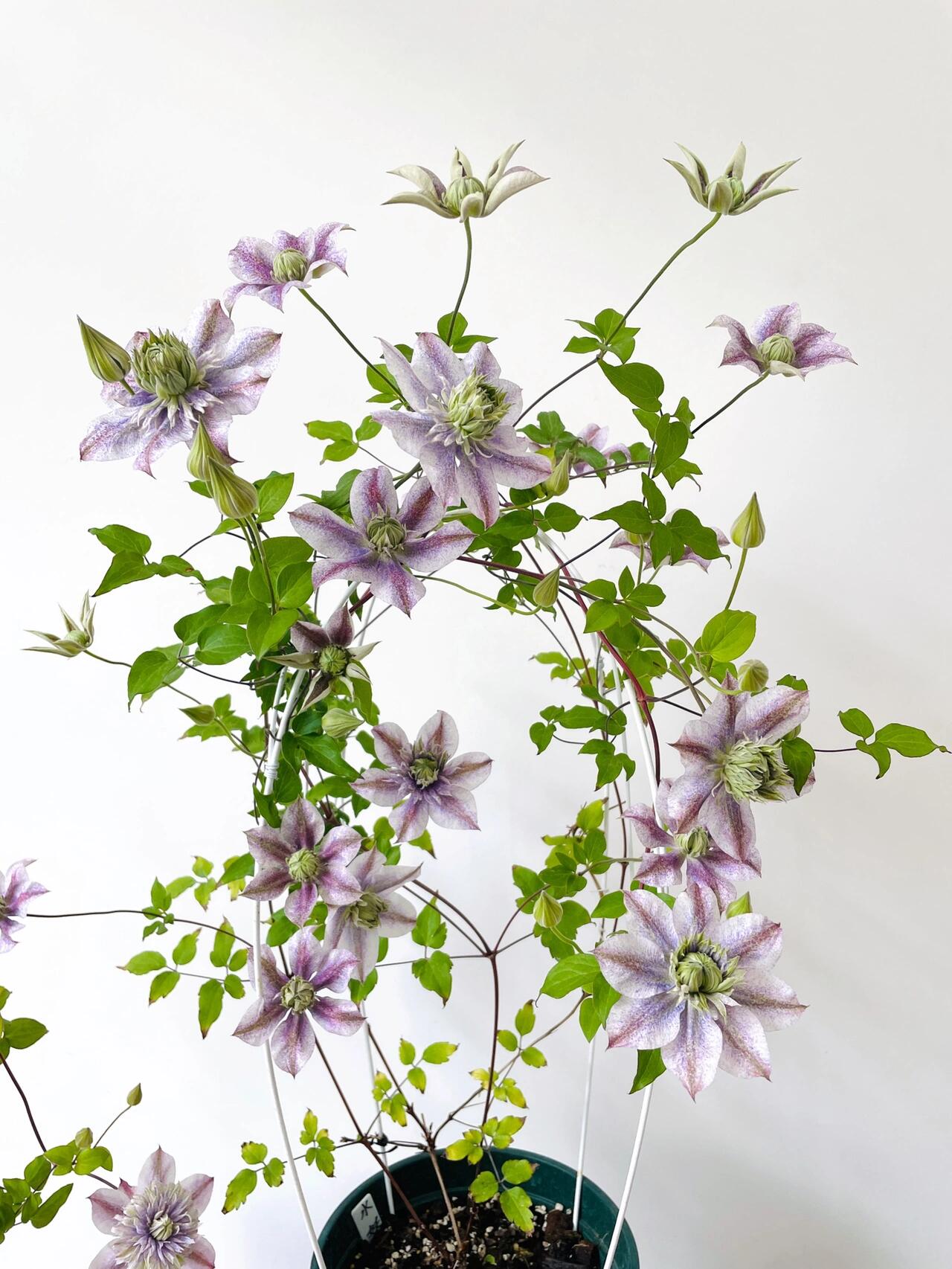 Clematis'' Minamonoyousei | みなもようせい| 水面妖精''