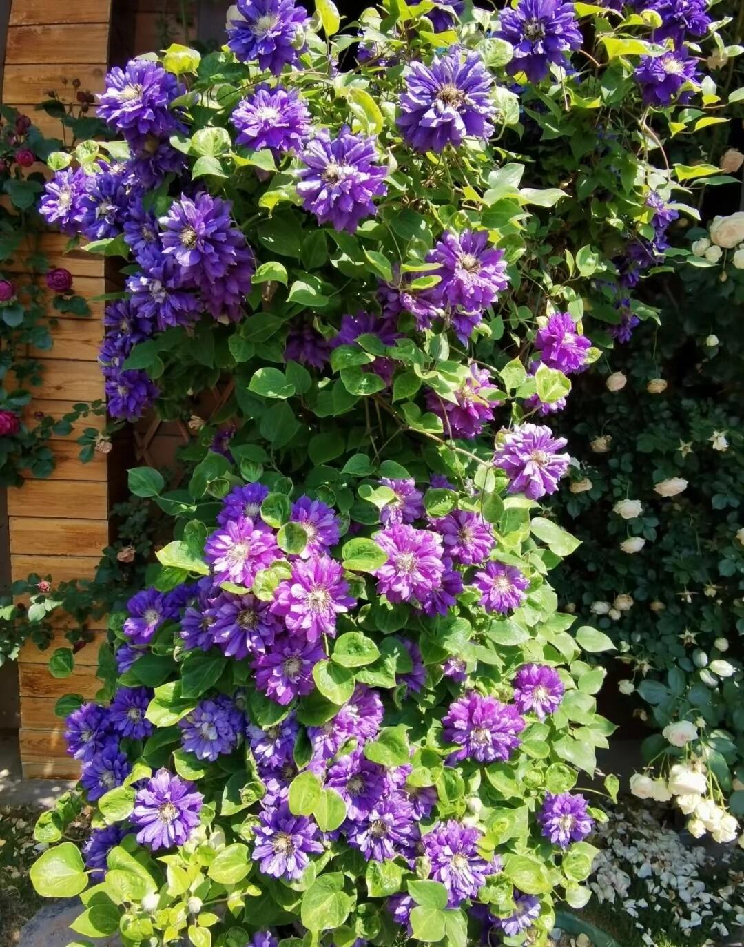 Clematis ‘’Kiri Te Kanawa|- LivePlant|卡瓦娜‘’