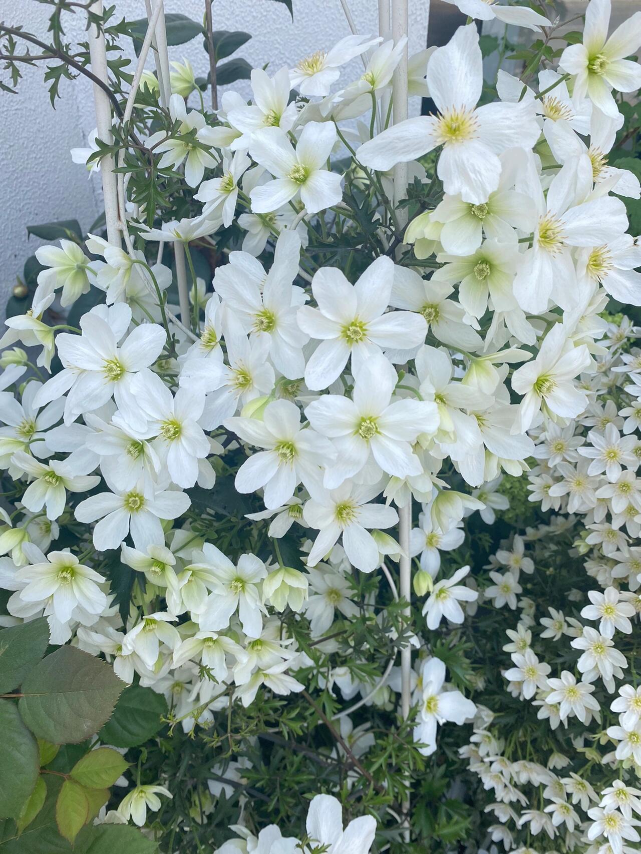 Clematis ‘’Avalanche|雪崩‘’