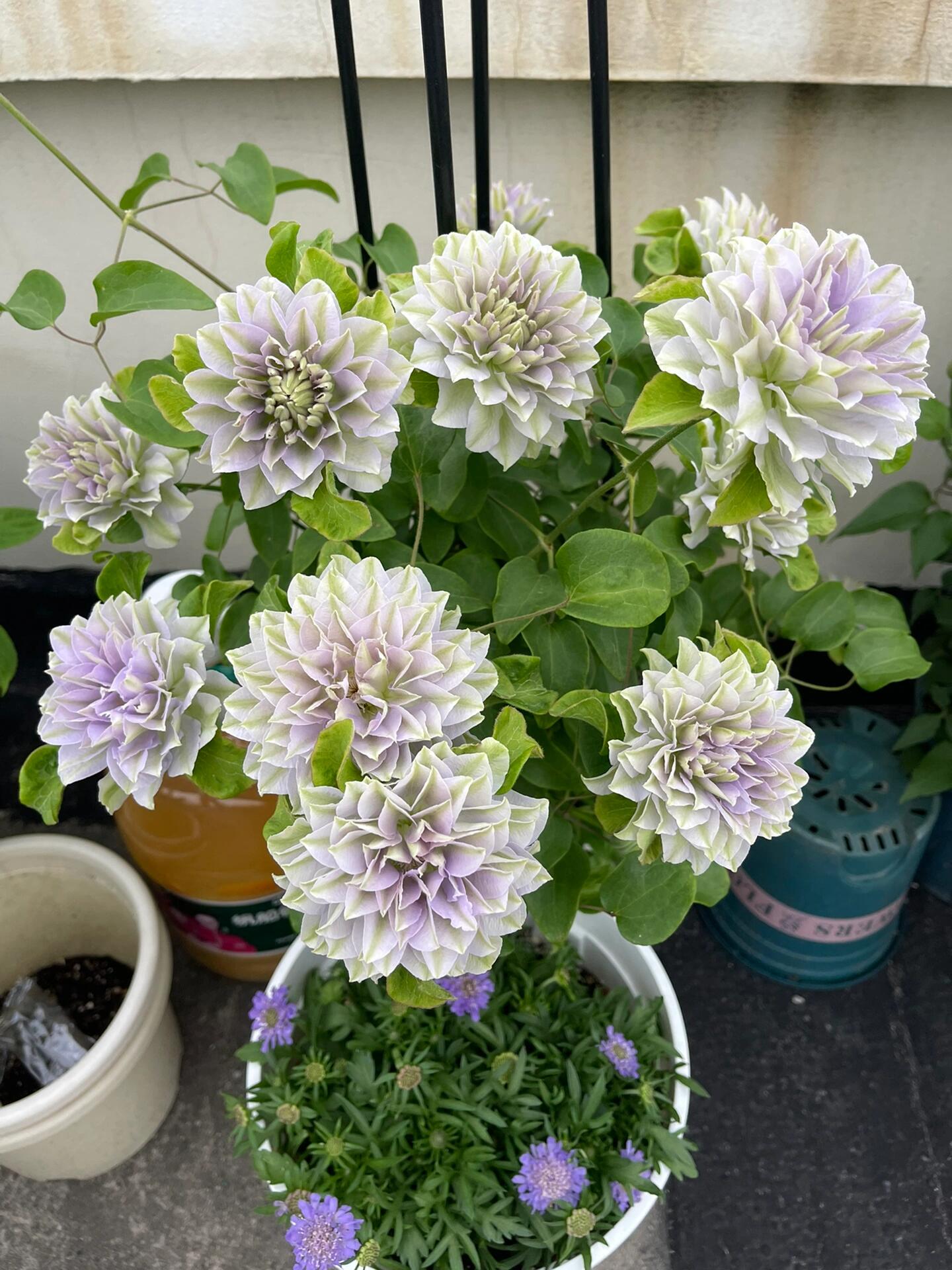 Clematis ''Ruriokoshi |ルリオコシ| 琉璃''