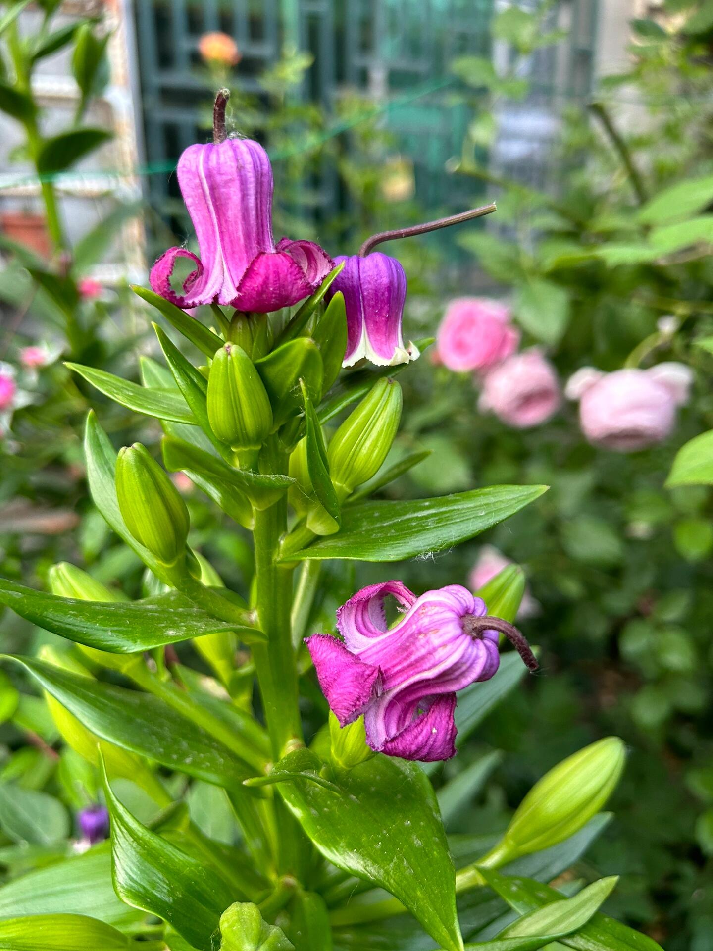 Clematis ‘’Princess Red| 绯红公主‘’