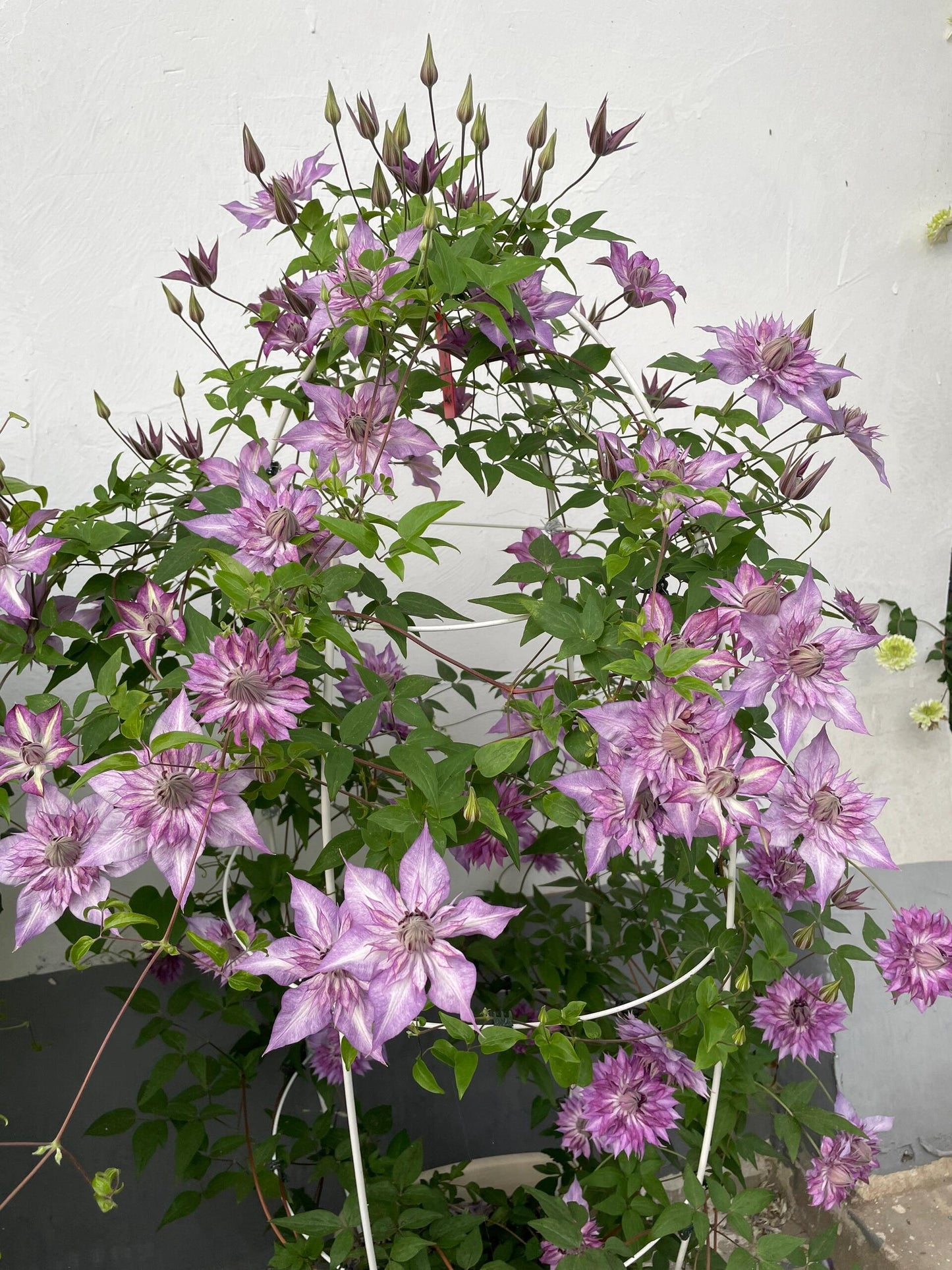 Clematis ‘’Lady Kyoko | レディ・キョウコ| 恭子小姐 ‘’