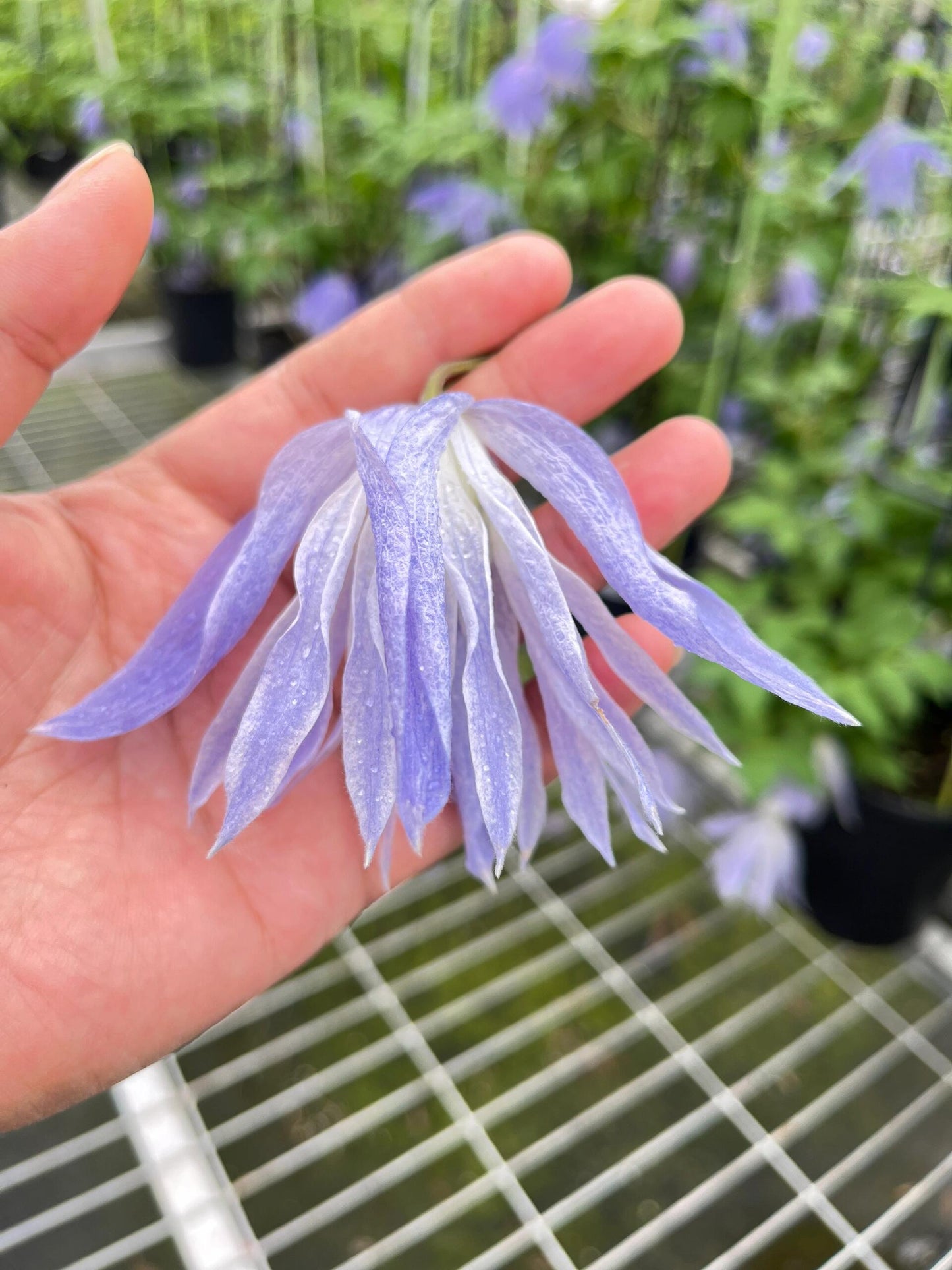 Clematis ‘’Maidwell Hall|梅德维尔‘’