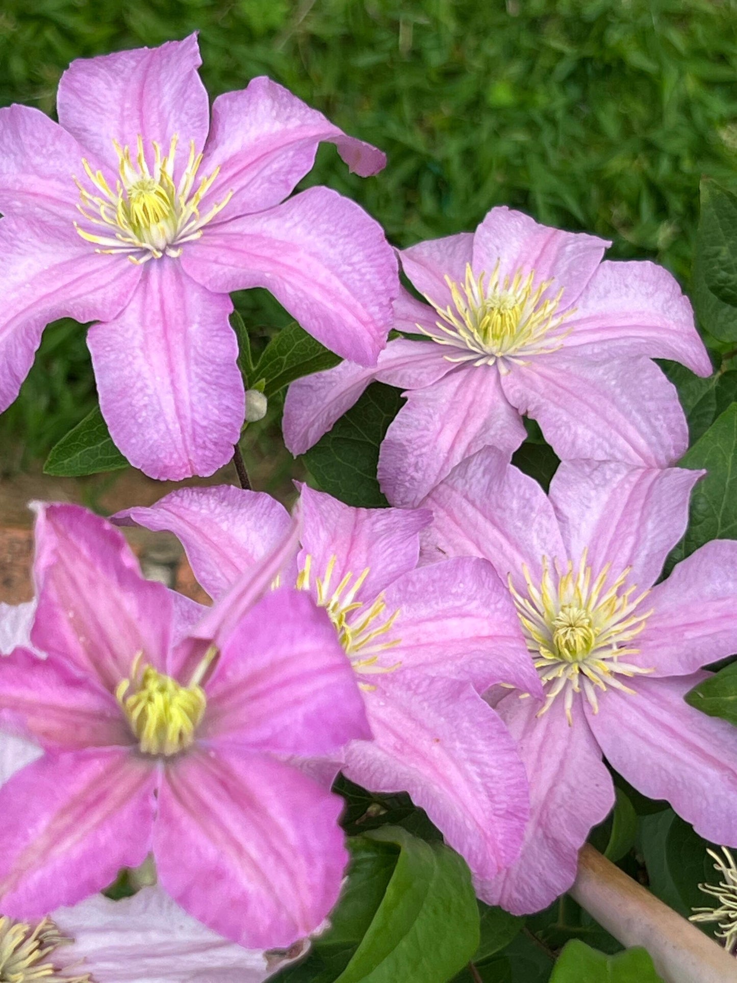 Clematis ‘’Comtesse de Bouchaud| 包查德 女侯爵‘’
