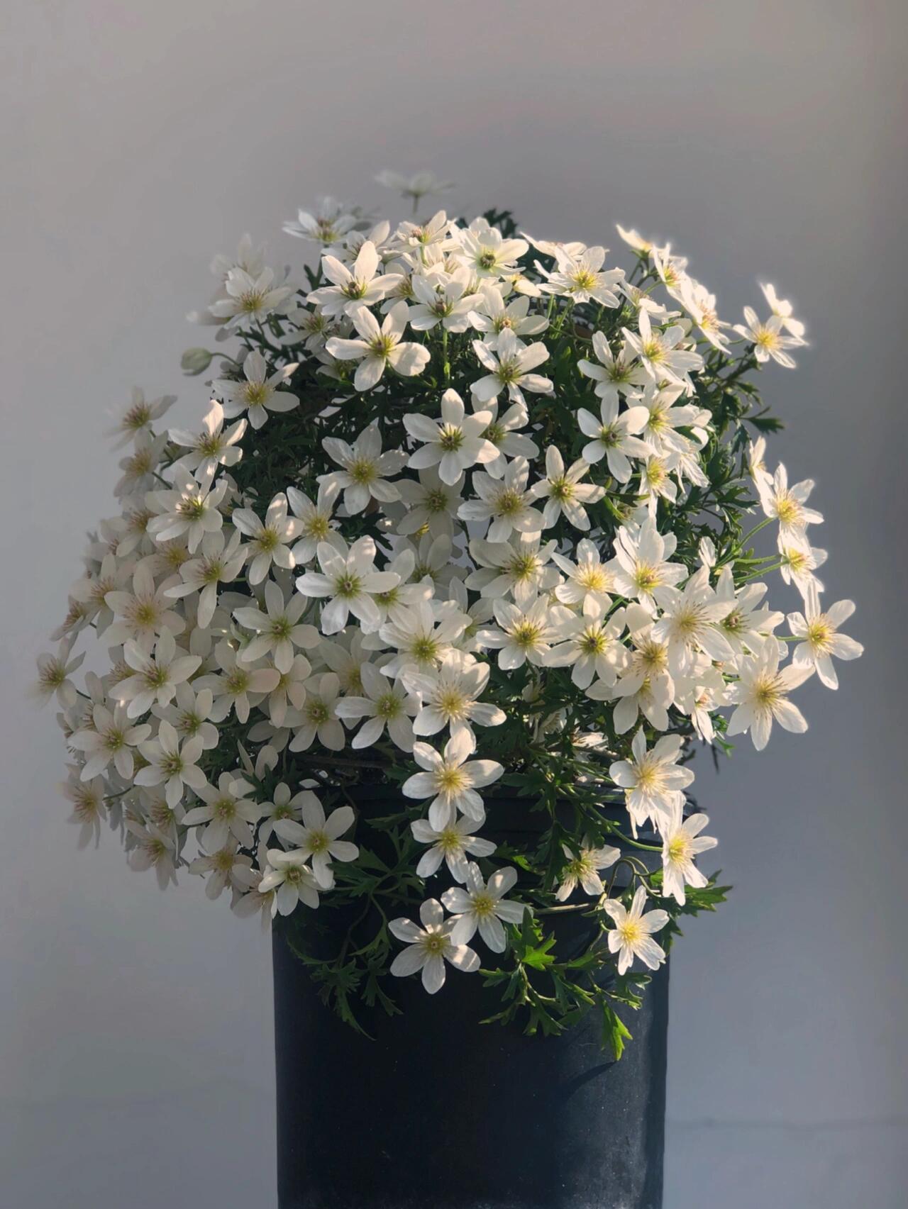 Clematis ‘’Joe|银币‘’