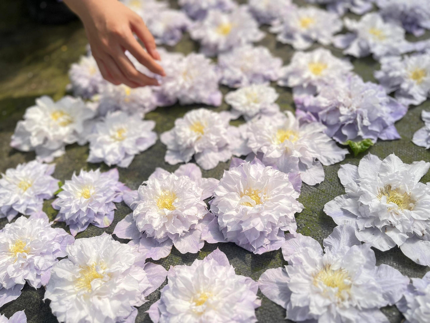 Clematis ‘’Veronica's choice|维罗妮卡的选择‘’