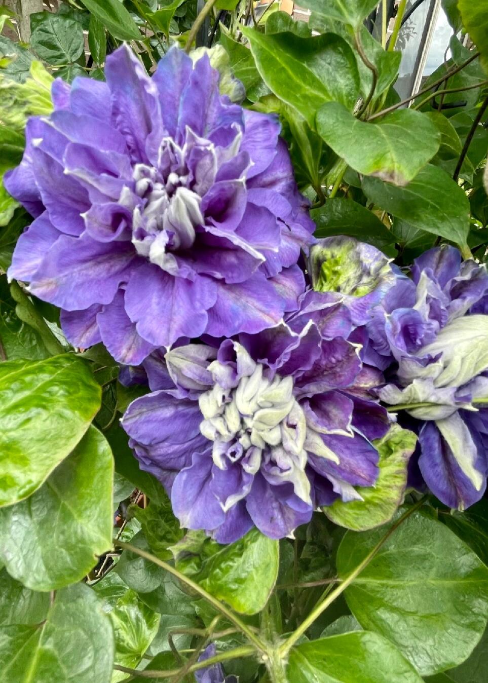 Clematis ‘’Kiri Te Kanawa|- LivePlant|卡瓦娜‘’