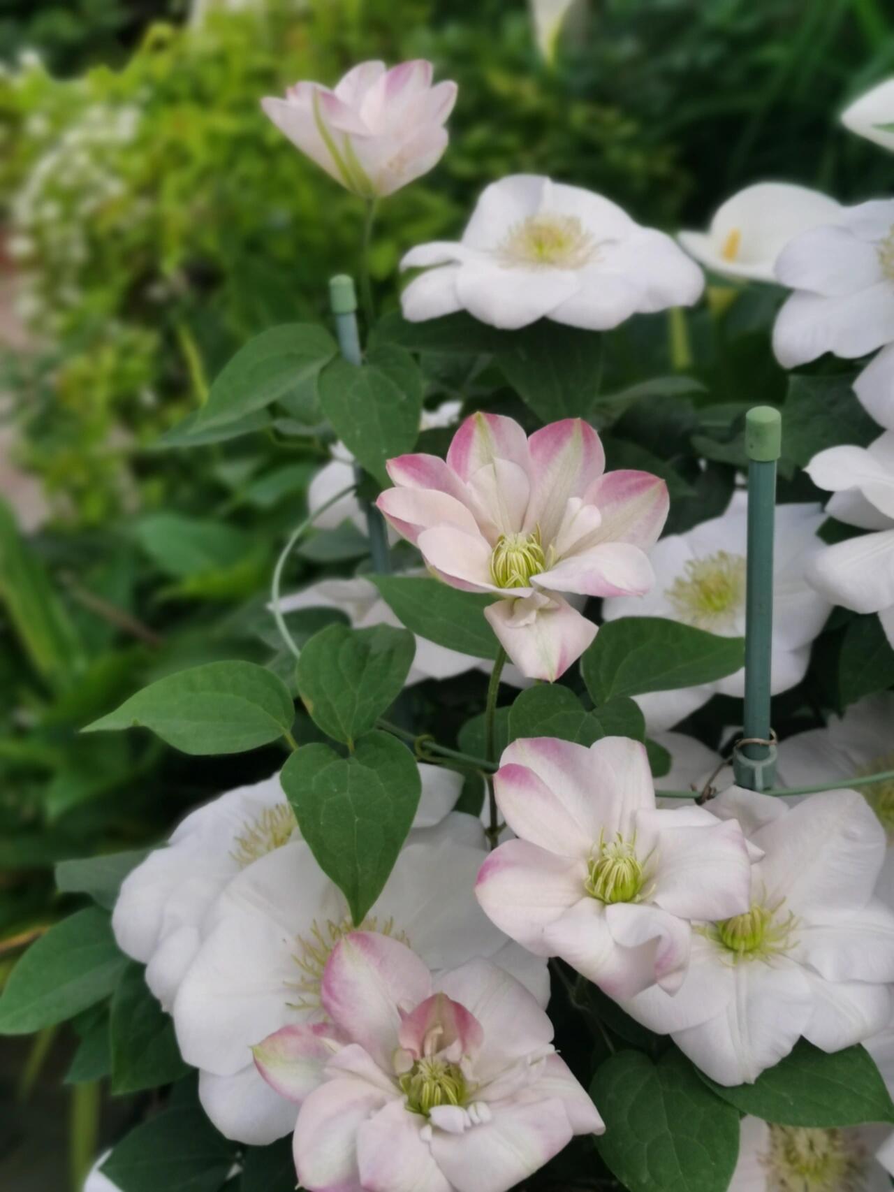 Clematis ‘’Innocent Blush |羞答答‘’