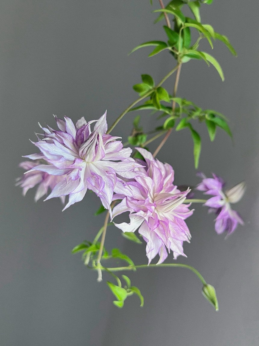 Clematis ‘’Lady Kyoko | レディ・キョウコ| 恭子小姐 ‘’