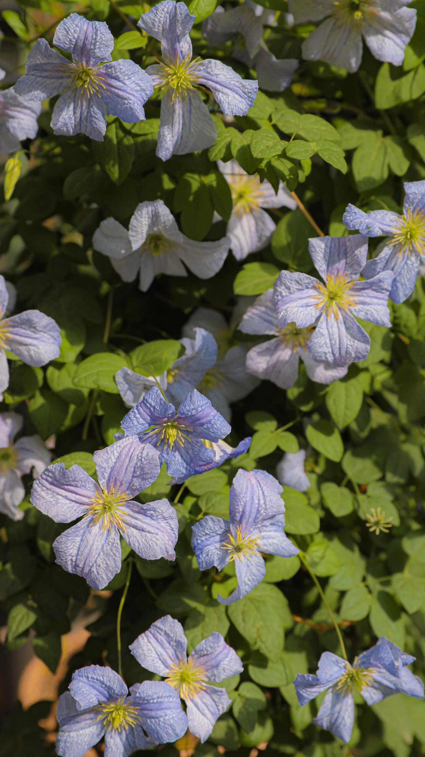 Clematis ‘’Emilia Plater|艾米丽花盘‘’
