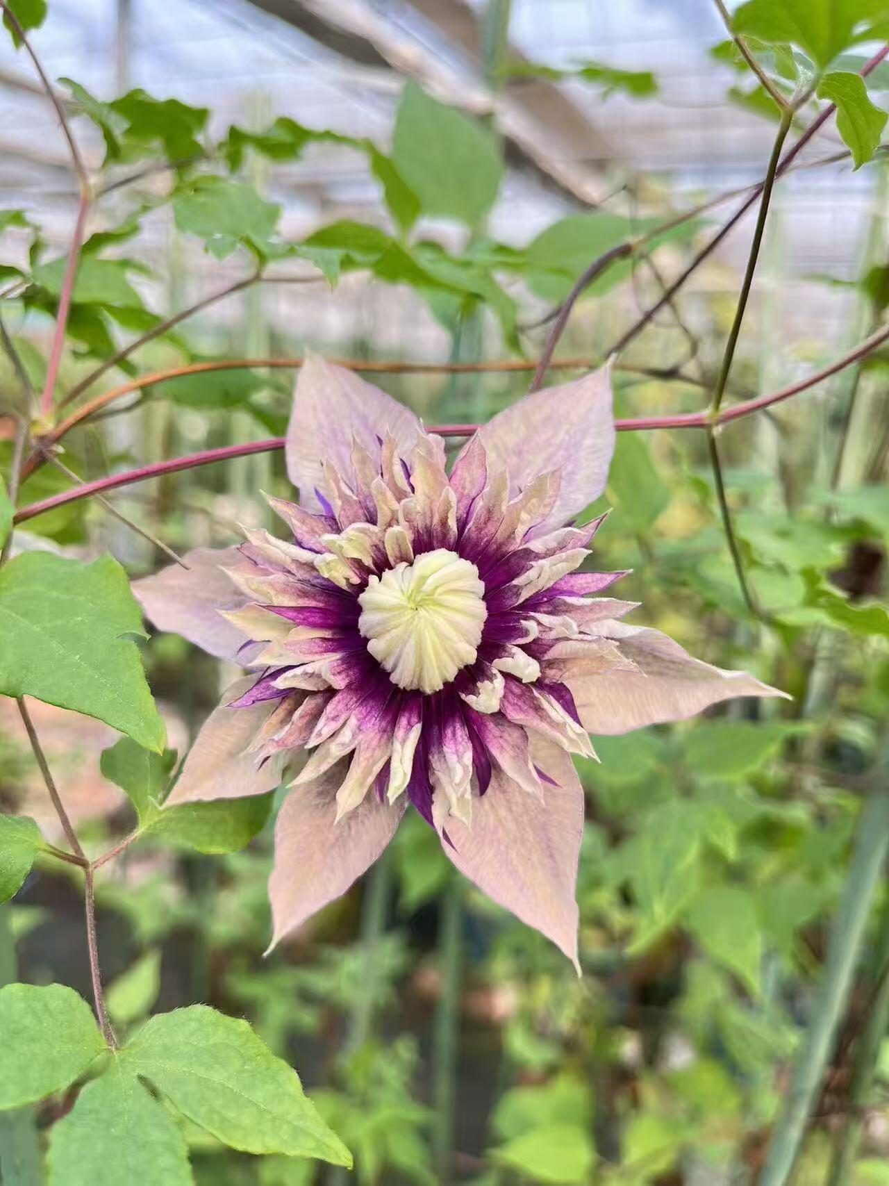 Clematis ‘’Sorcerer |Mage| 魔法师‘’ U.S Exclusive