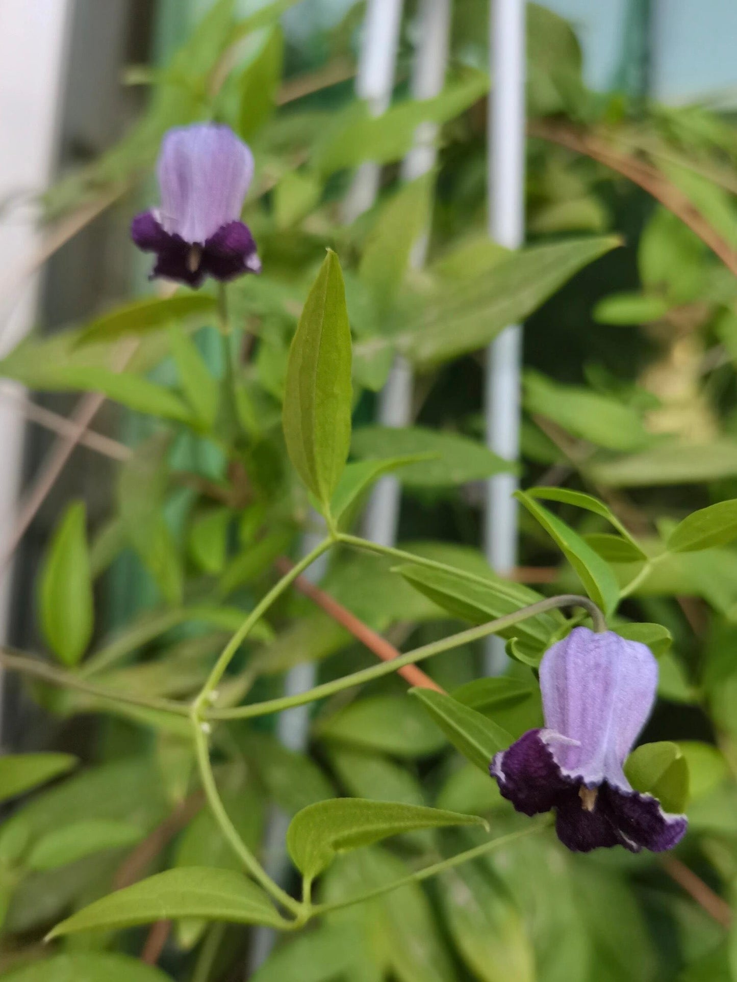 Rooguchi Clematis ‘’Sumire|堇‘’