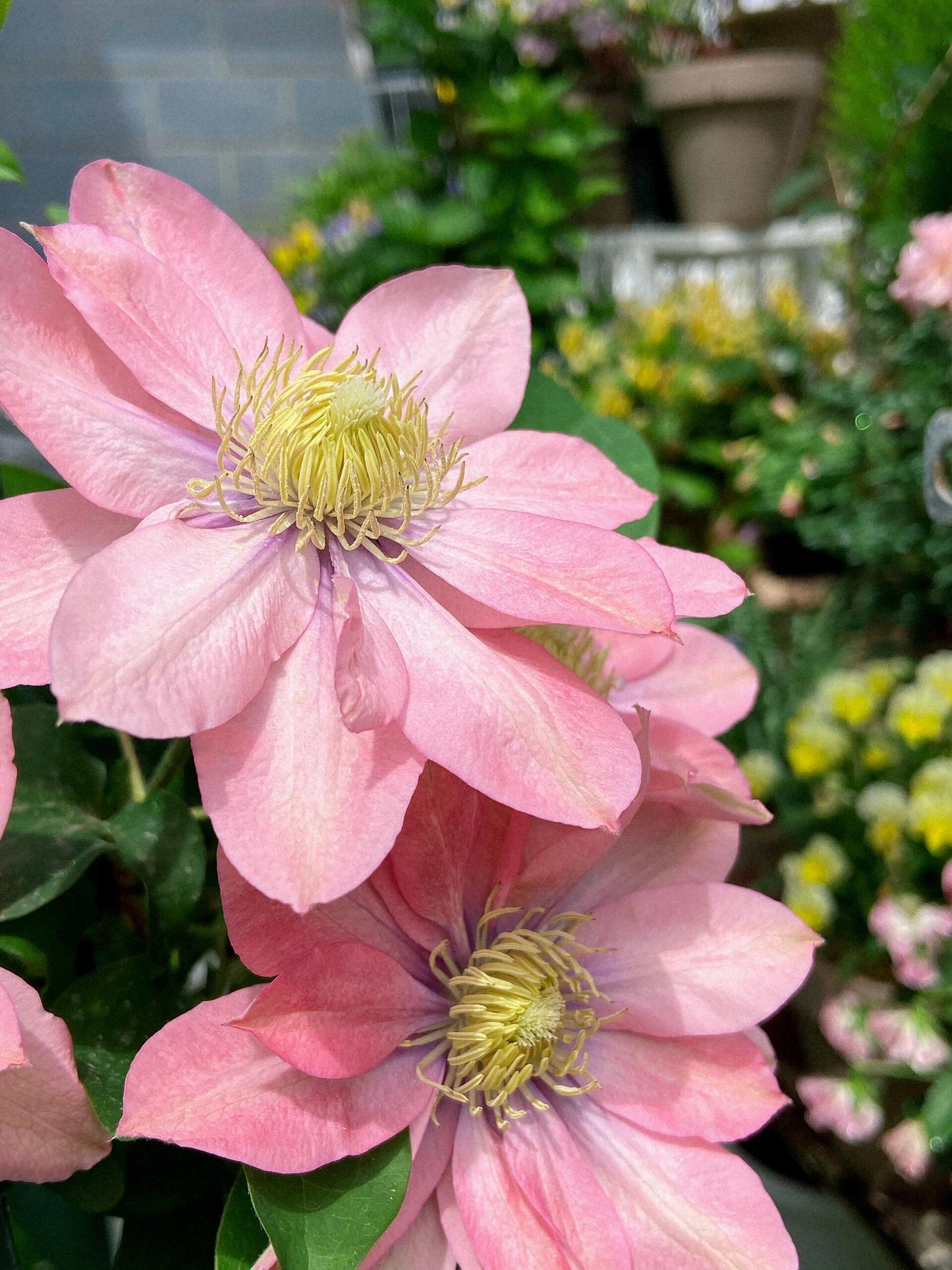 Clematis ‘’Little Mermaid | 小美人鱼‘’
