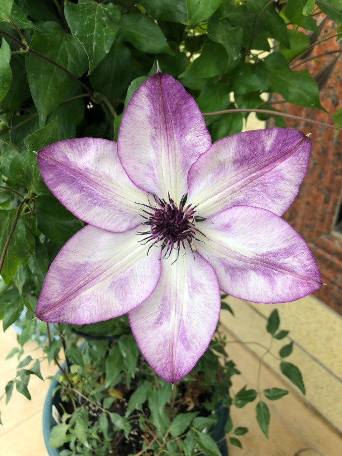Clematis ‘’Fond Memories|美好回忆‘’