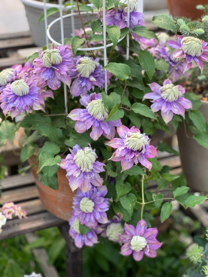 Clematis ''Magic Fountain| 魔法喷泉''