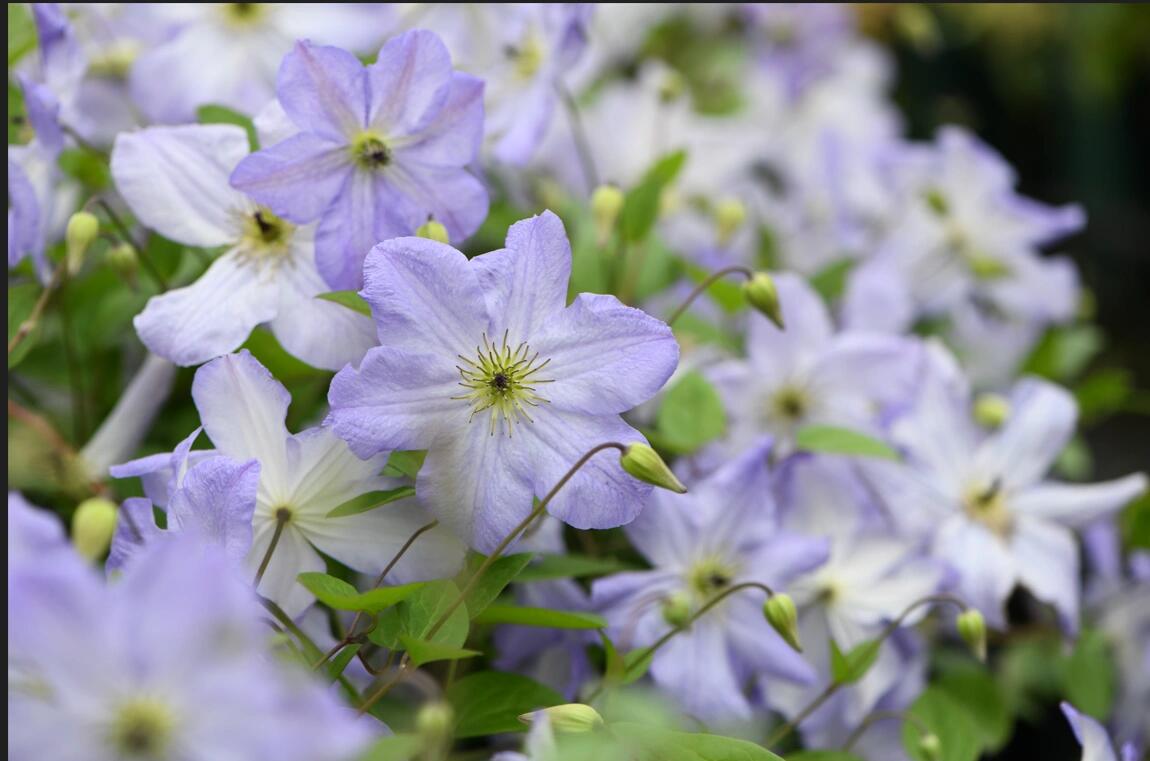 Clematis ‘’Sea Breeze|海风‘’