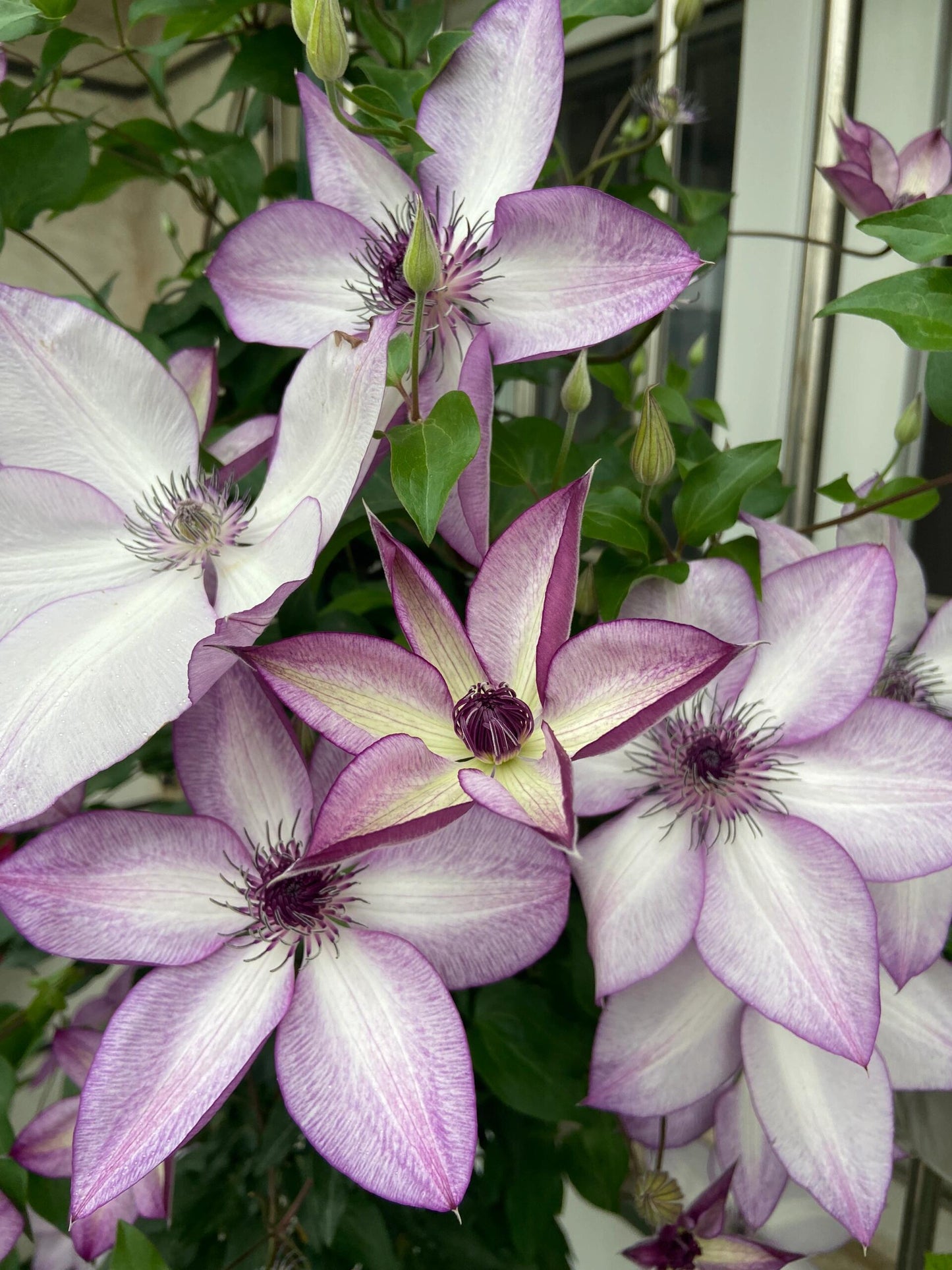 Clematis ‘’Fond Memories|美好回忆‘’