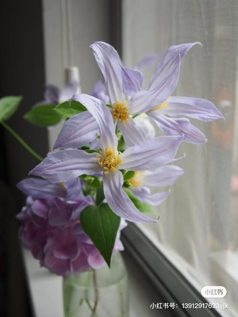Clematis ‘’Milky Way|银河系‘’