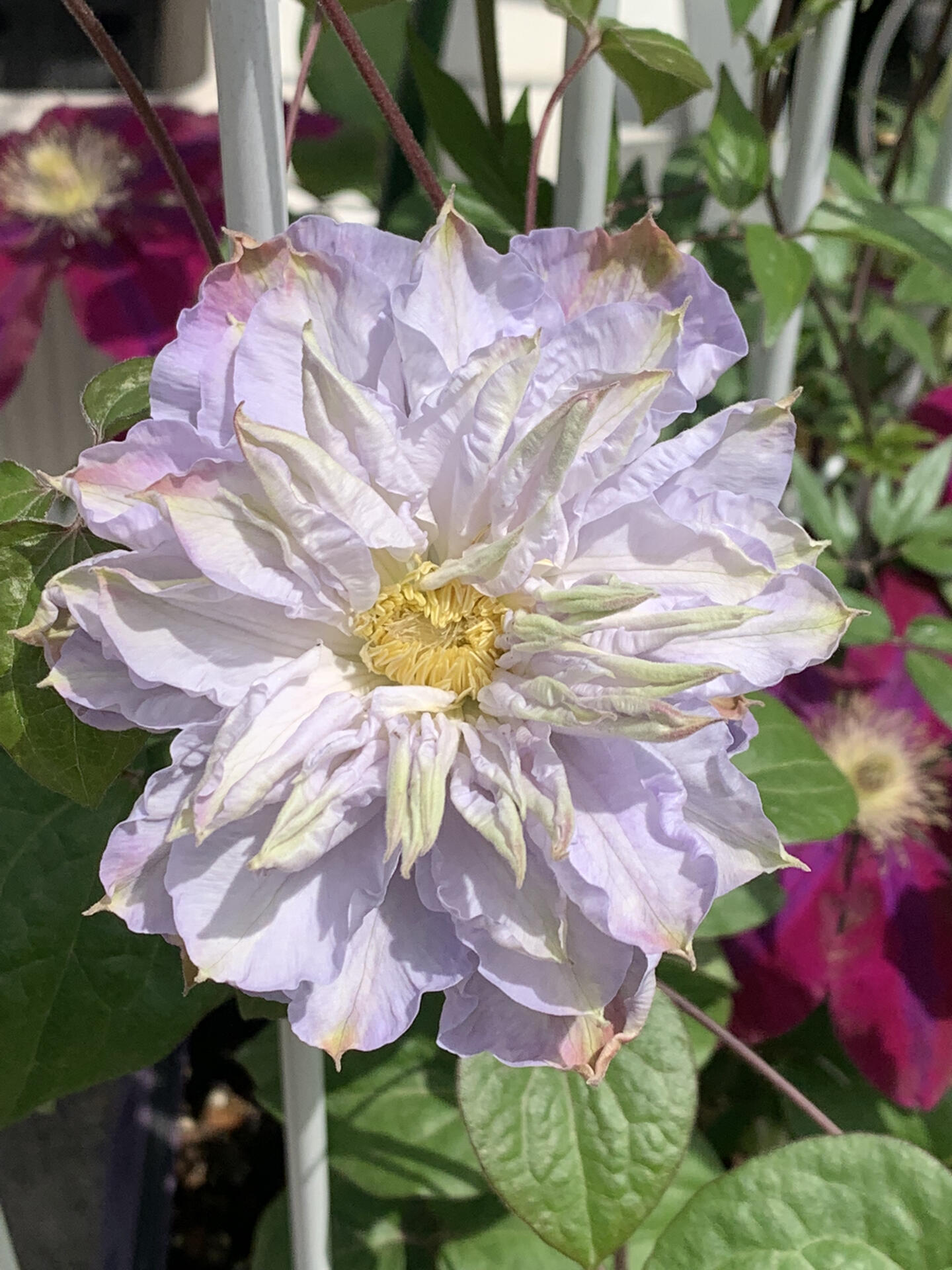 Clematis ‘’Veronica's choice|维罗妮卡的选择‘’