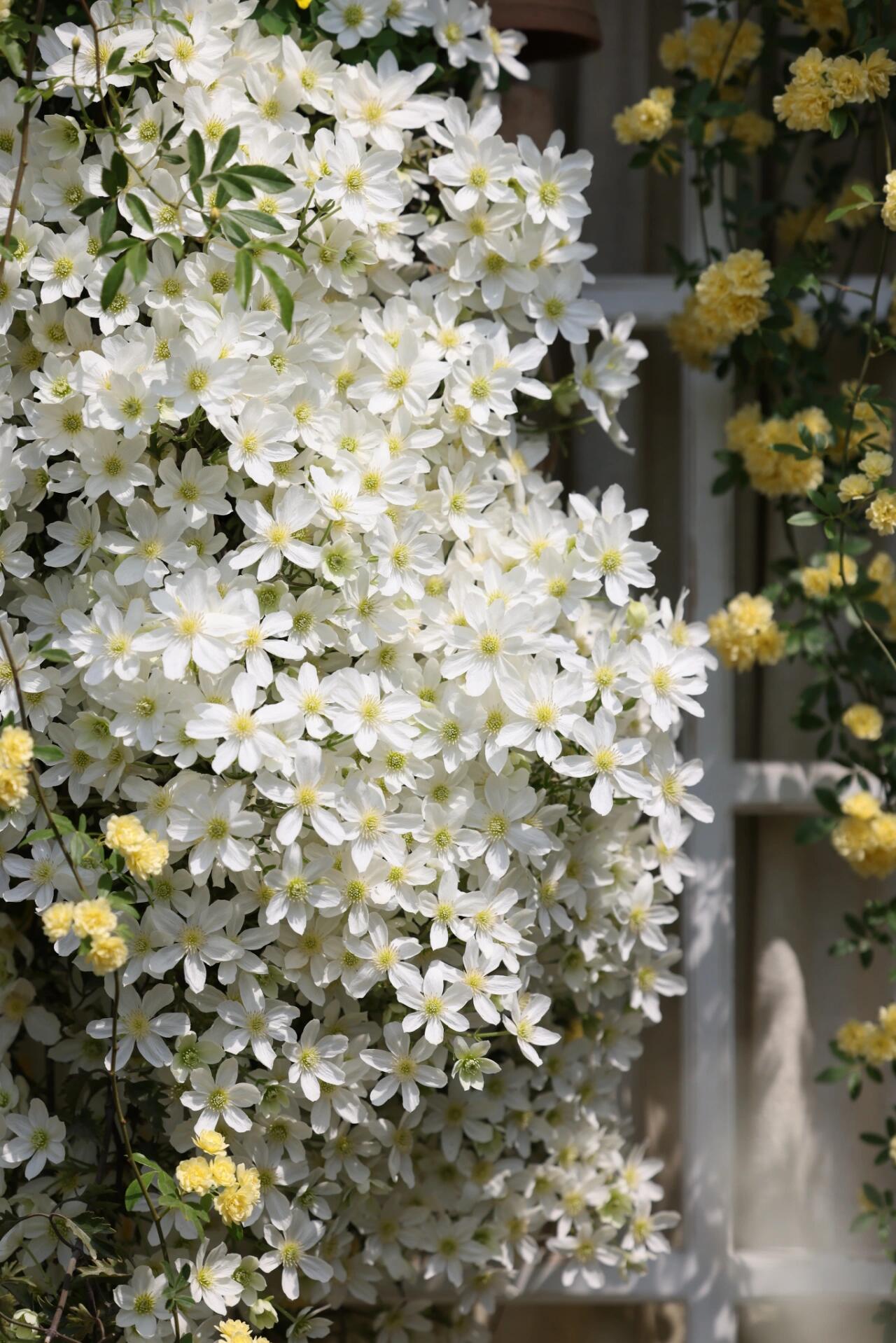 Clematis ‘’Avalanche|雪崩‘’
