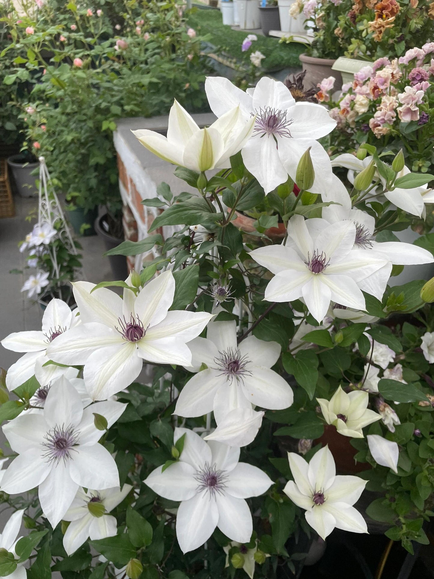 Rare Clematis ‘’Guizi|摫子‘’