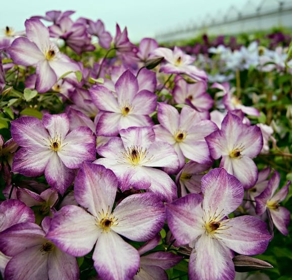 Clematis ‘’Pernille| 佩莱尼‘’