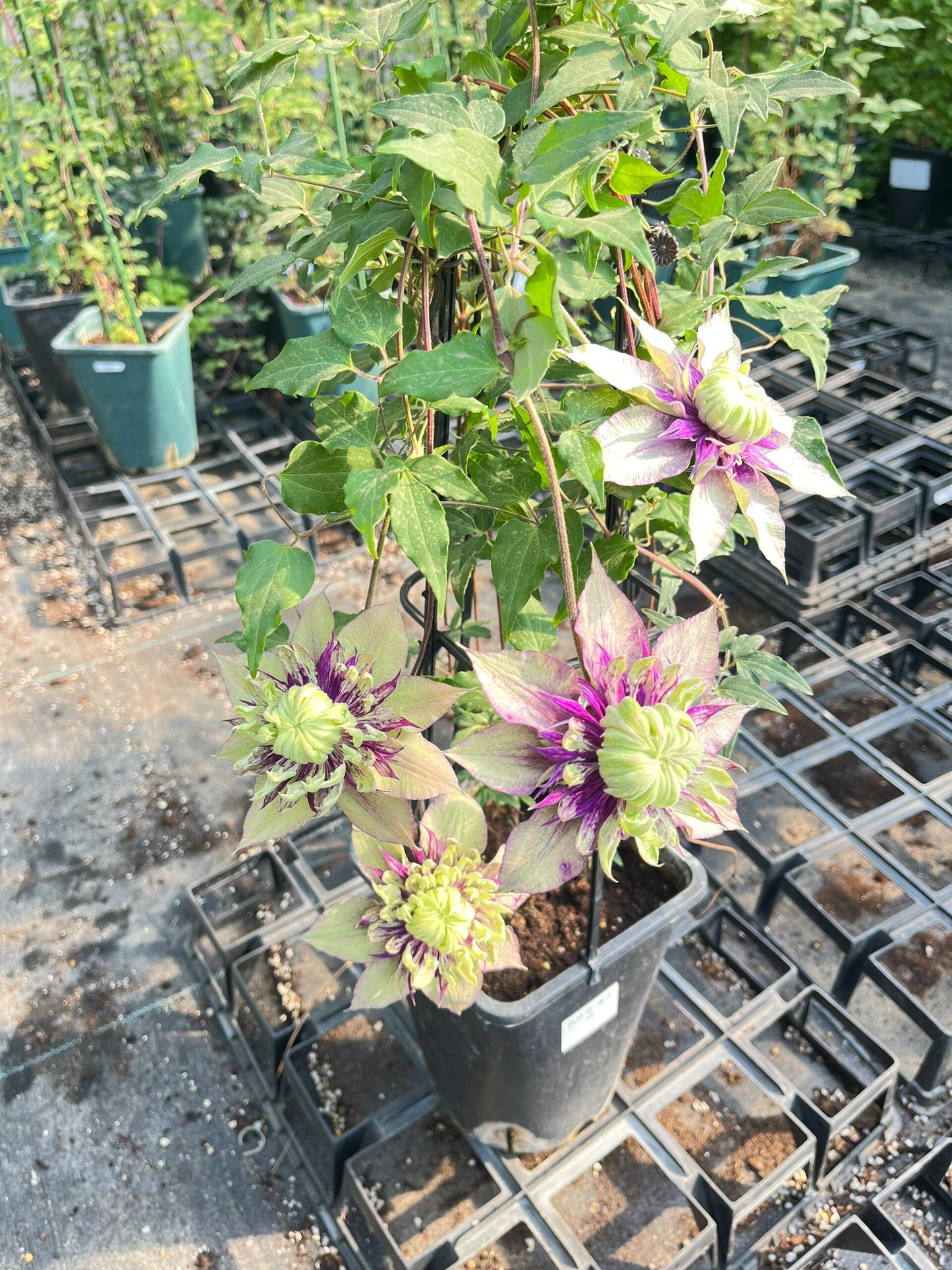 Clematis ‘’Sorcerer |Mage| 魔法师‘’ U.S Exclusive