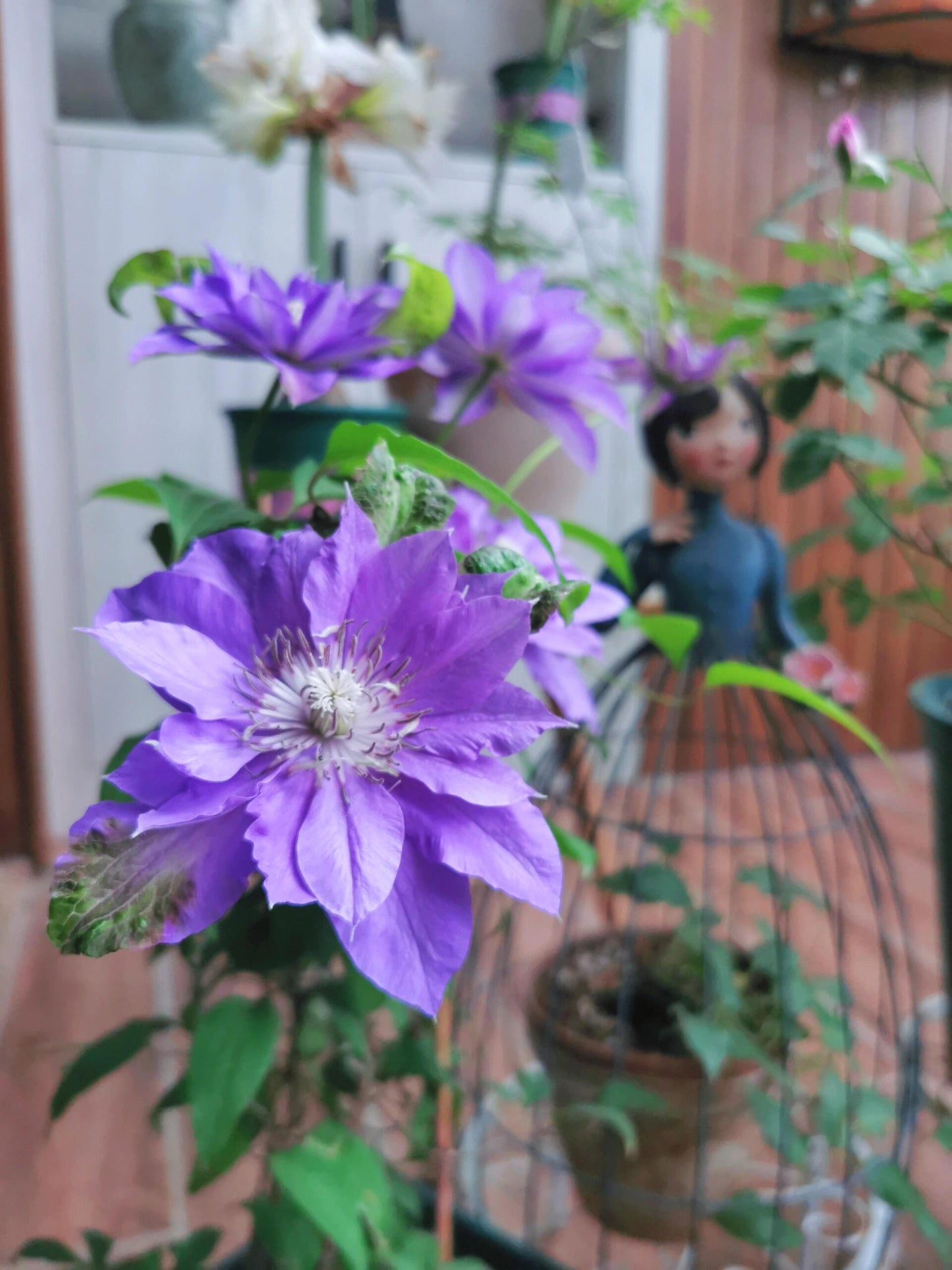 Clematis 'Teshio| てしお | 天盐'