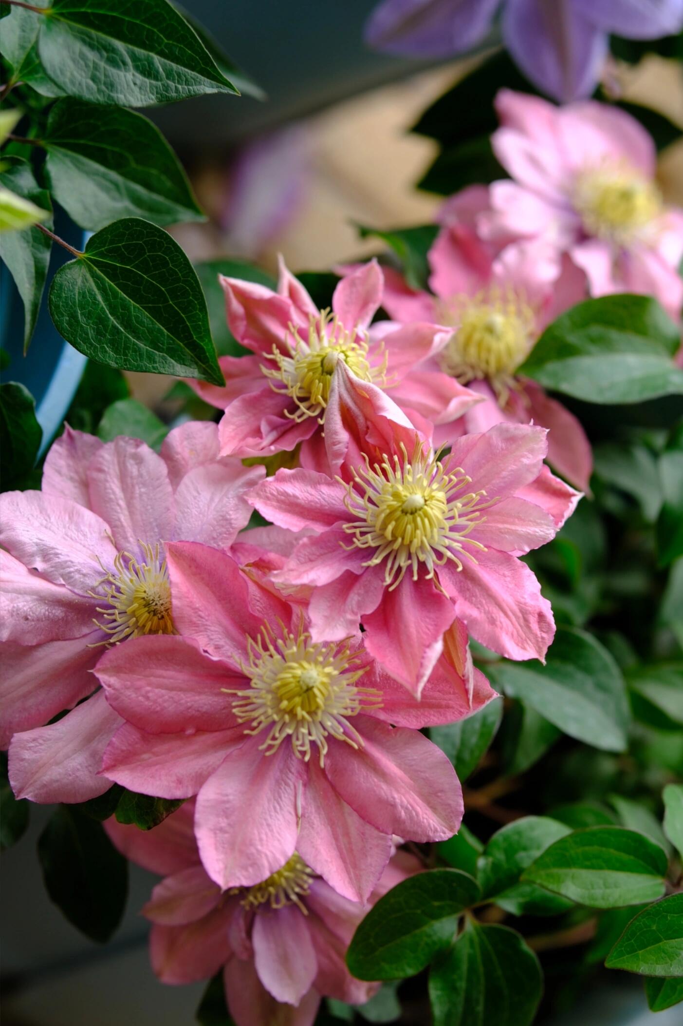 Clematis ‘’Little Mermaid | 小美人鱼‘’