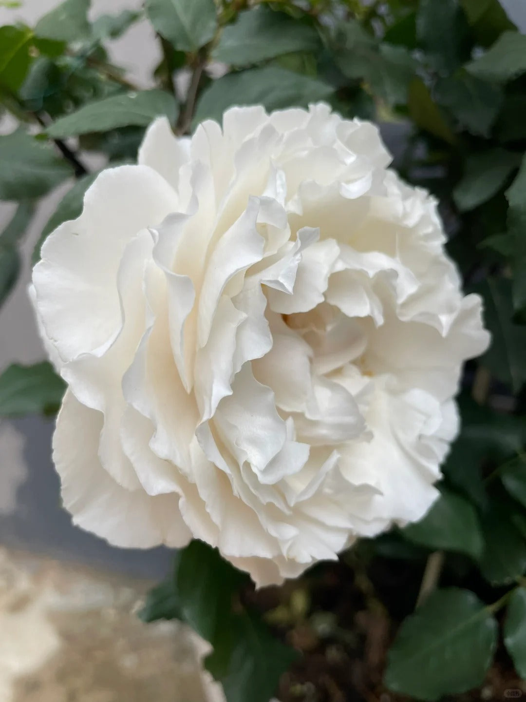 Rose ' Blanche Neige ' 伊芙 白雪公主