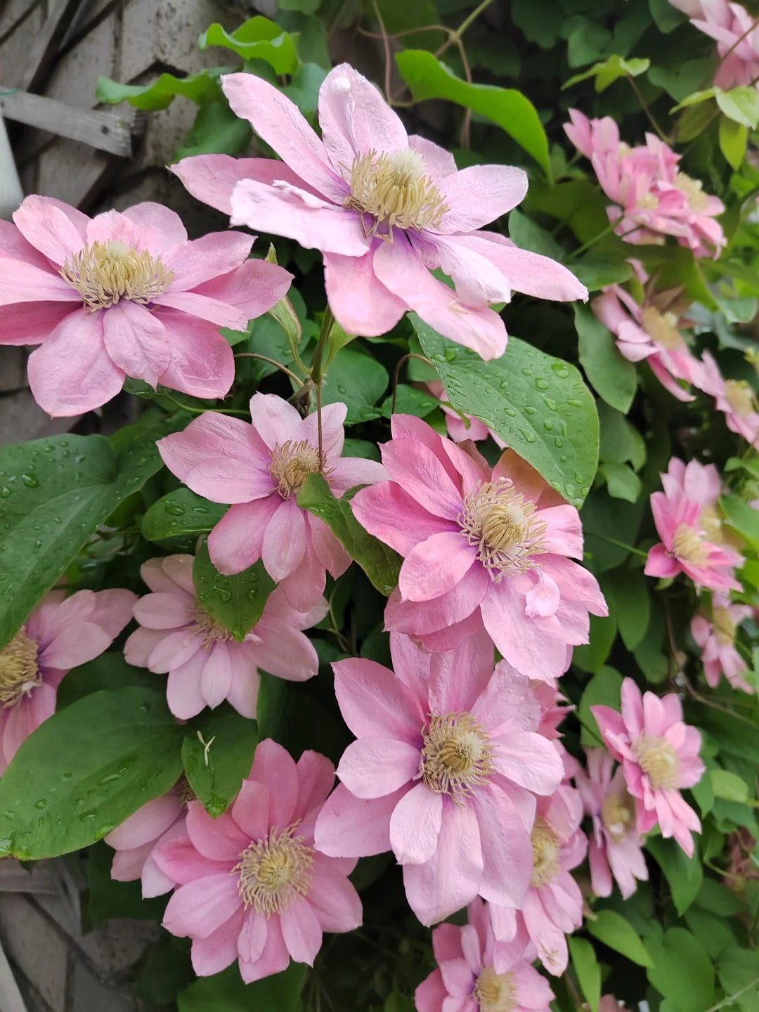 Clematis ‘’Little Mermaid | 小美人鱼‘’