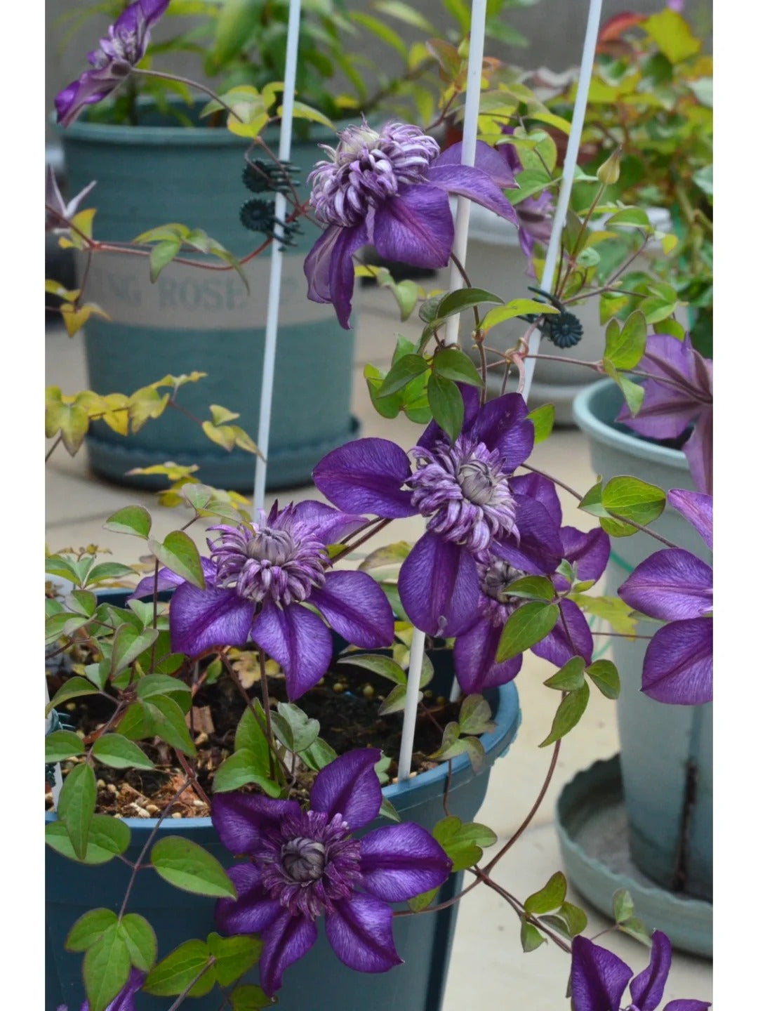 Clematis ‘Cassis’| 卡西斯