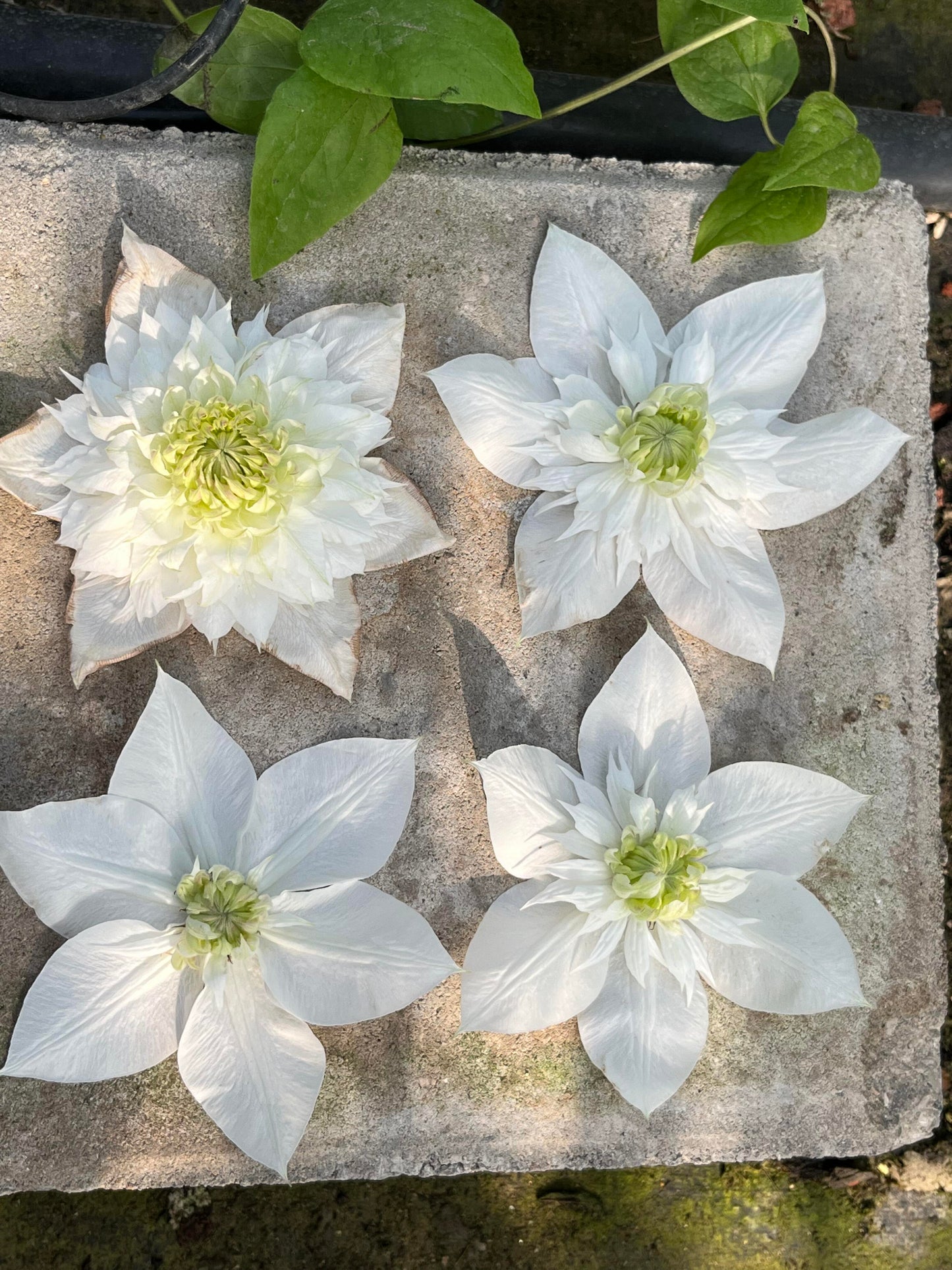 Clematis‘’Pluvia Imprint| 雨的印记‘’|New Variety 2024|US Exclusive