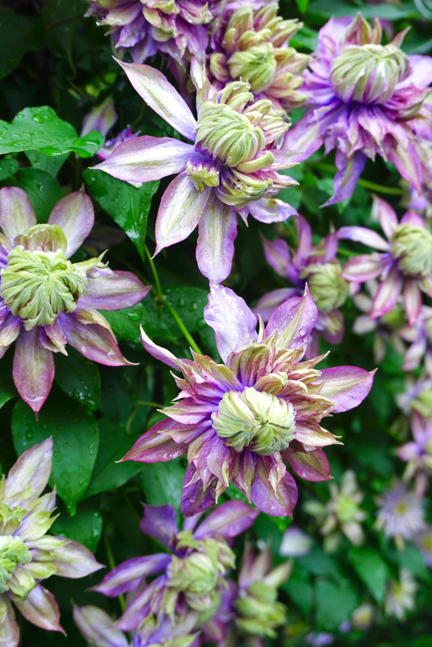 Clematis ''Magic Fountain| 魔法喷泉''